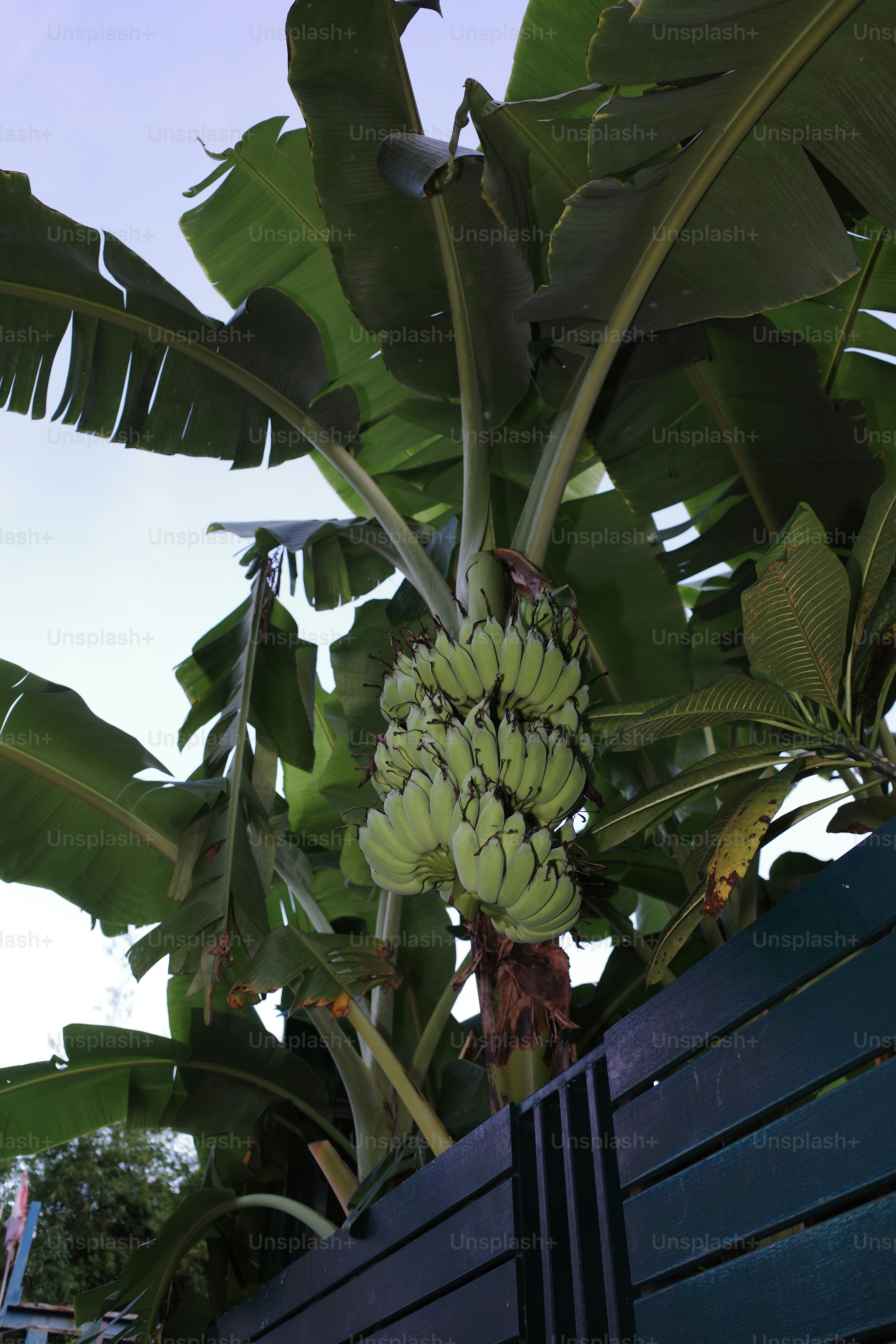 Green bananas growing on a banana tree.