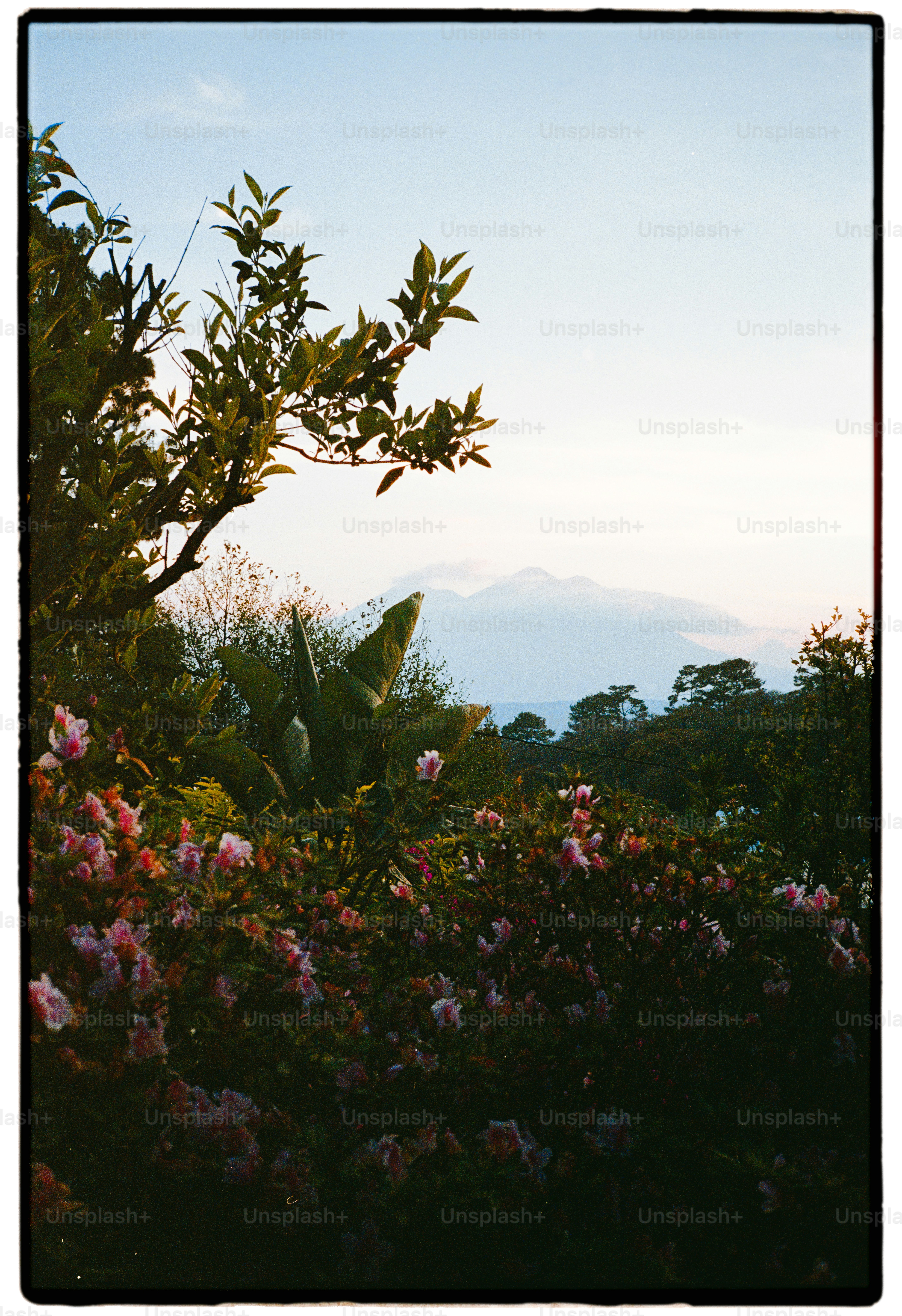 Pink flowers bloom with mountains in the distance.