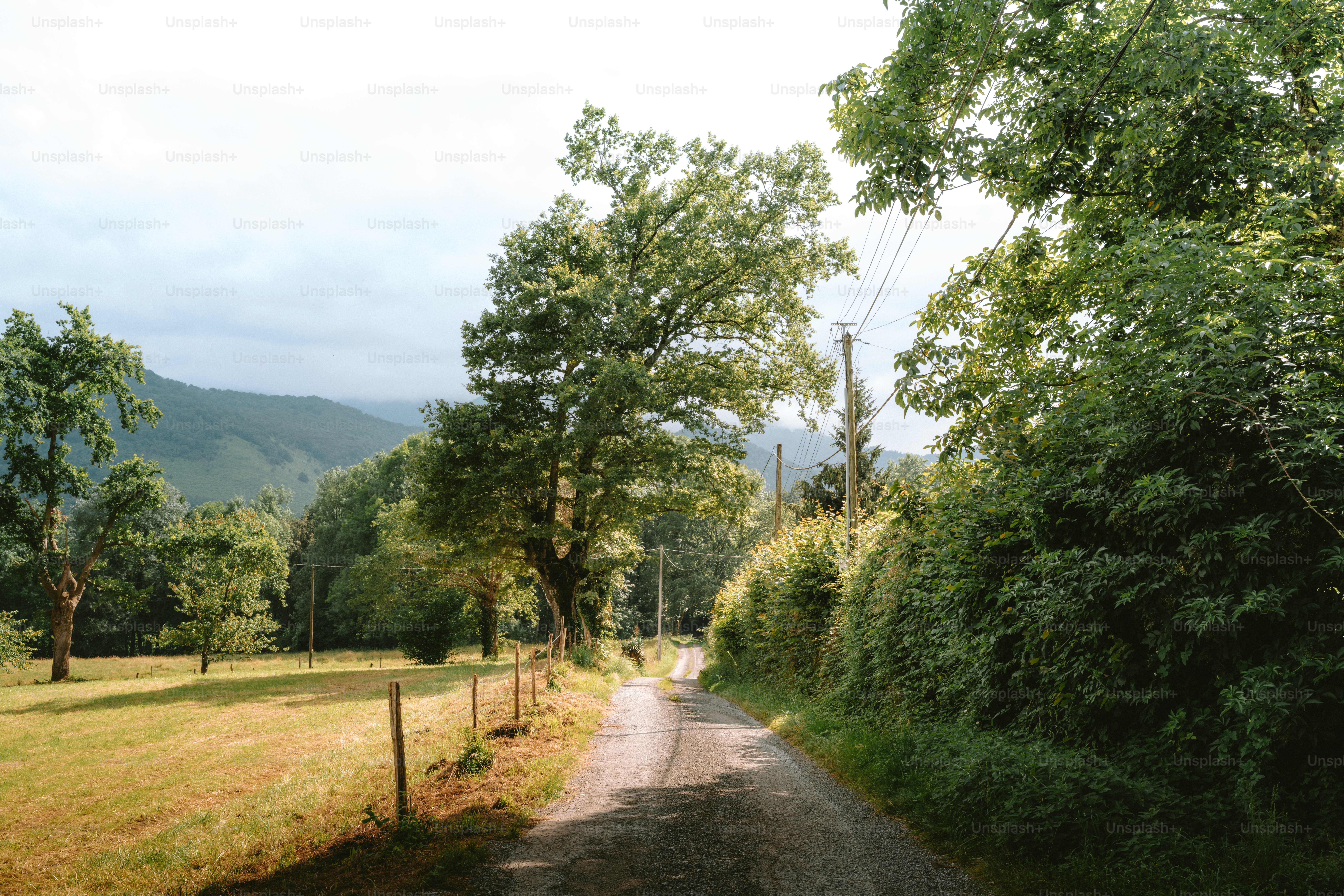 A dirt road winds through lush green trees and fields.