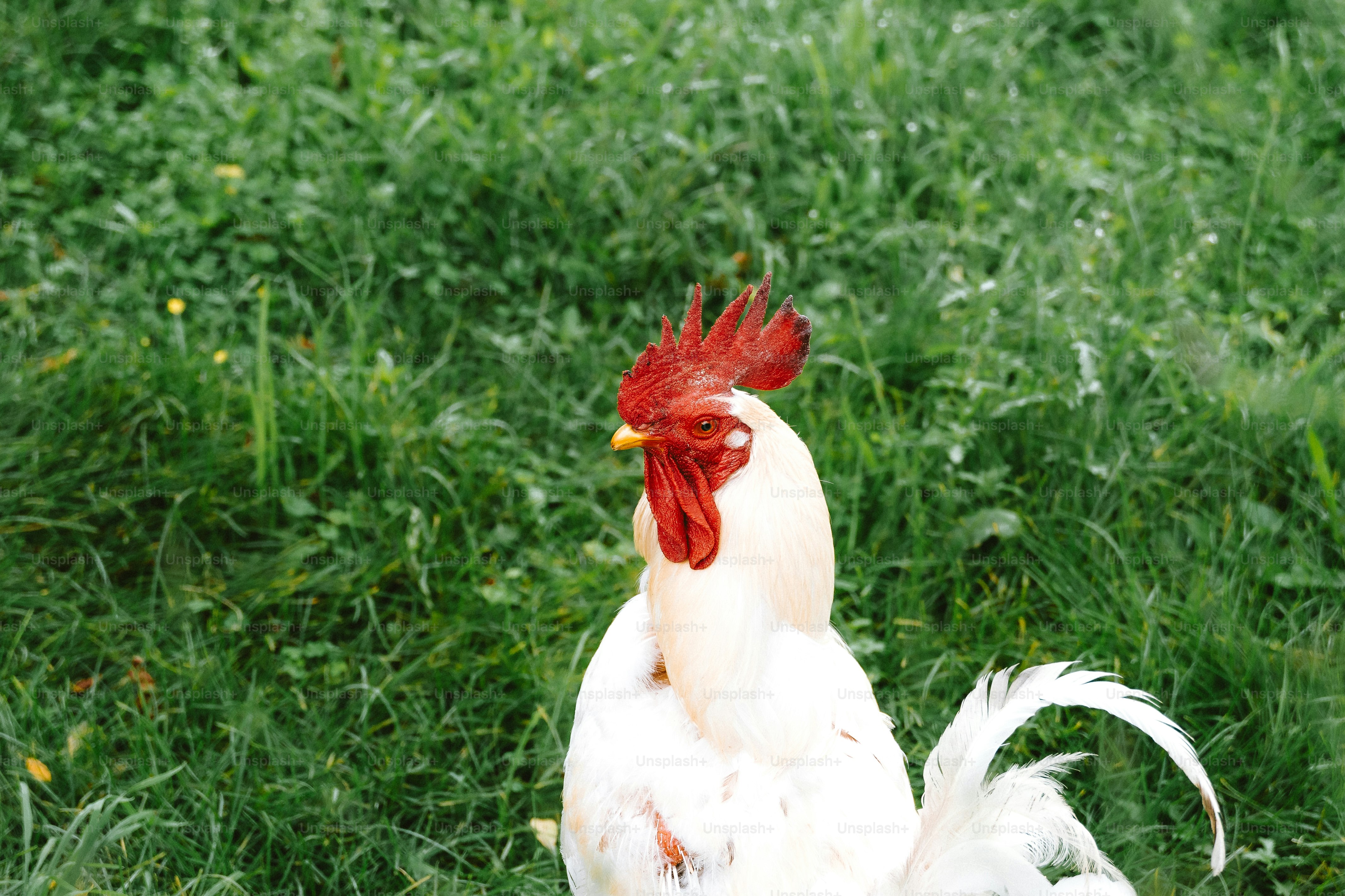 Un gallo bianco si trova sull'erba verde.