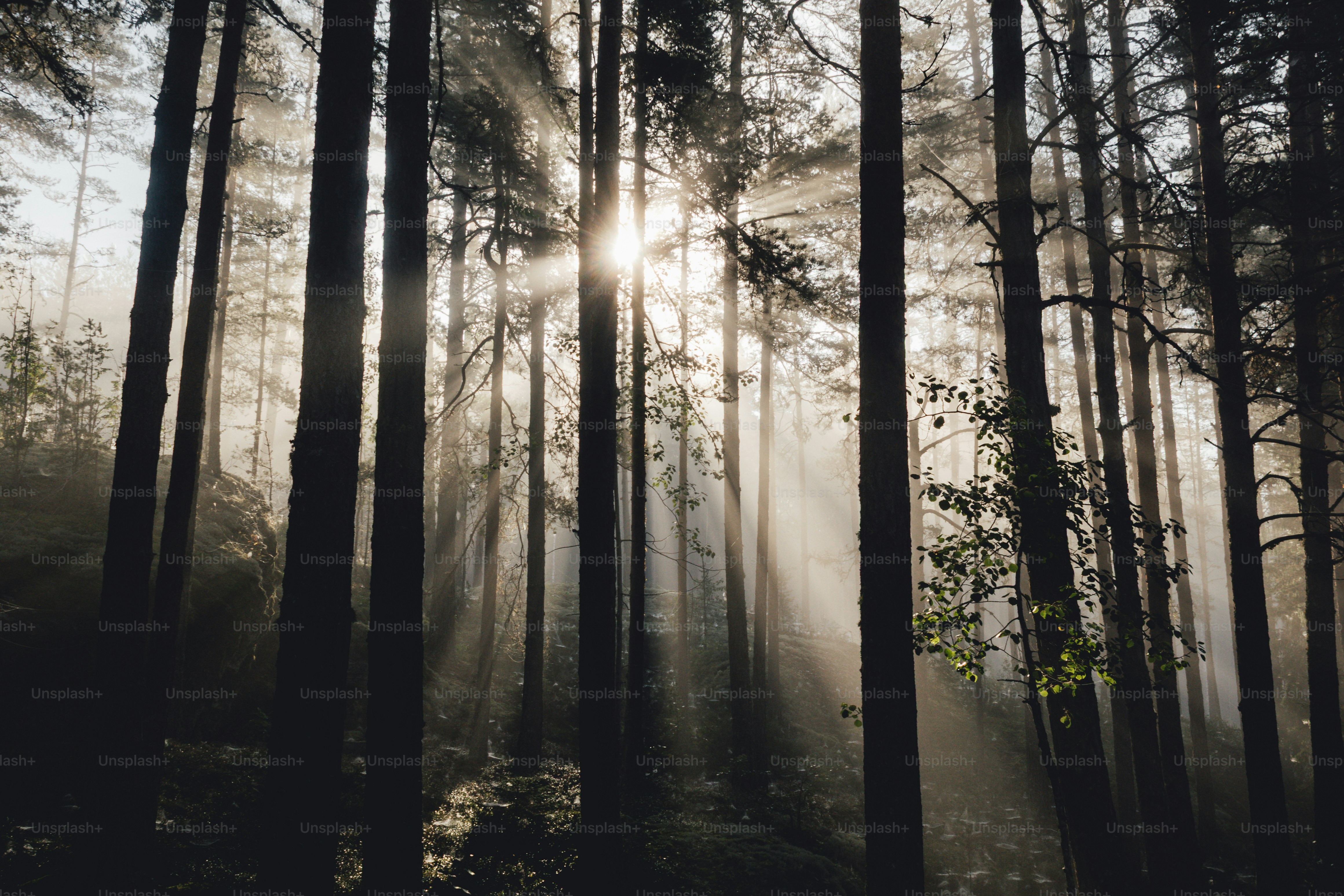 Sunbeams filter through a misty forest canopy. photo – Sun Image on ...
