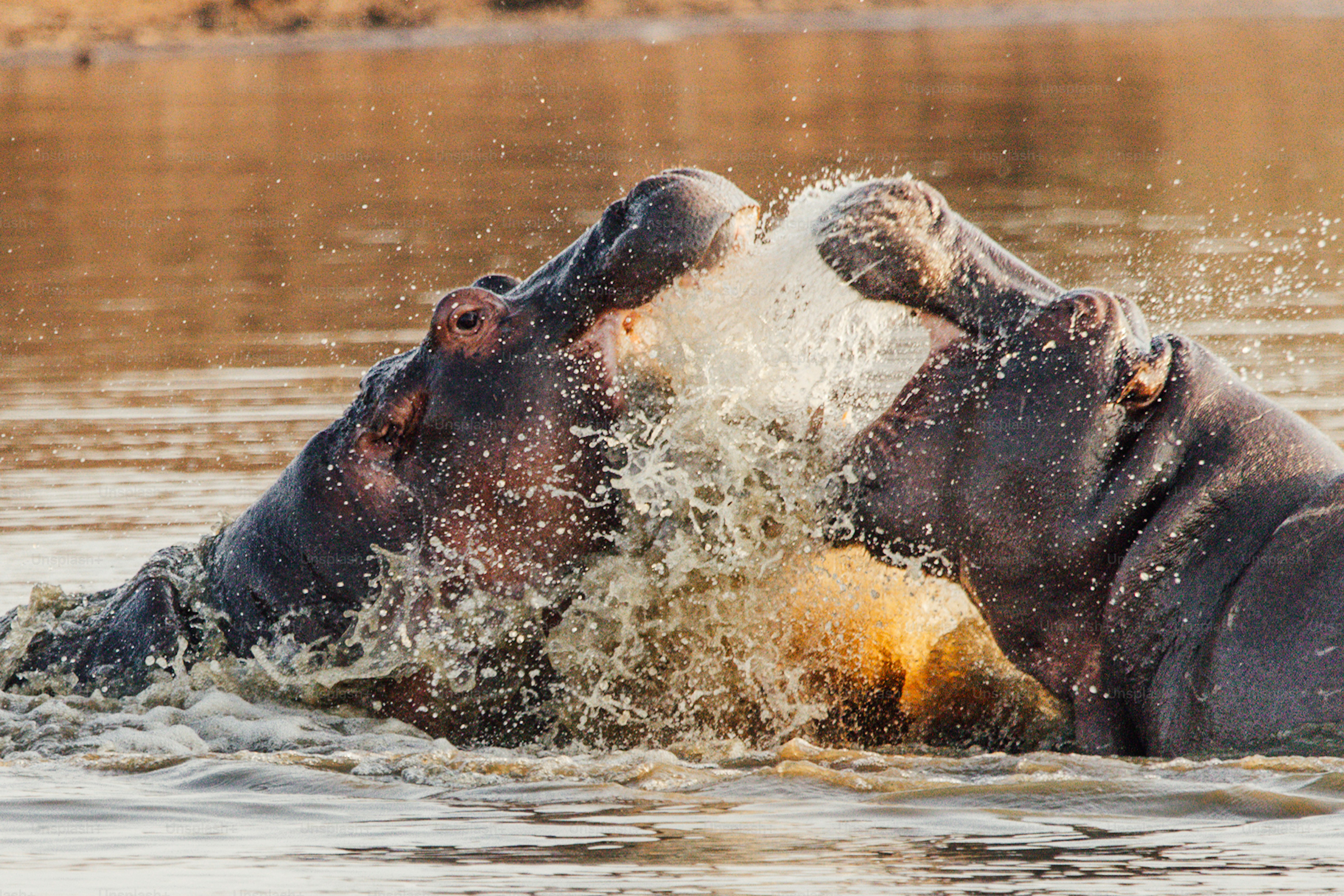 Two hippos fighting in shallow water