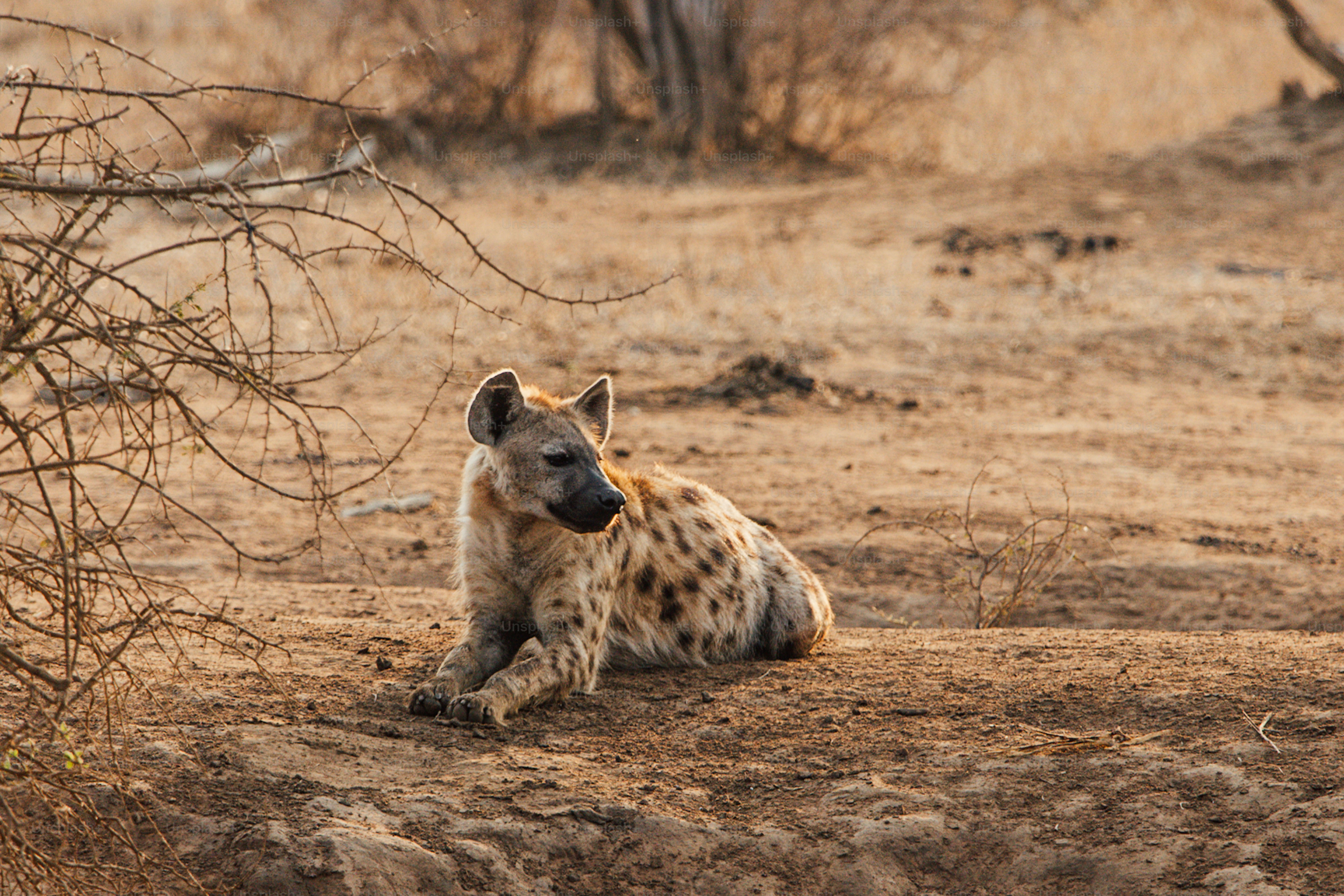 Une hyène tachetée repose dans le paysage de savane sèche. photo ...