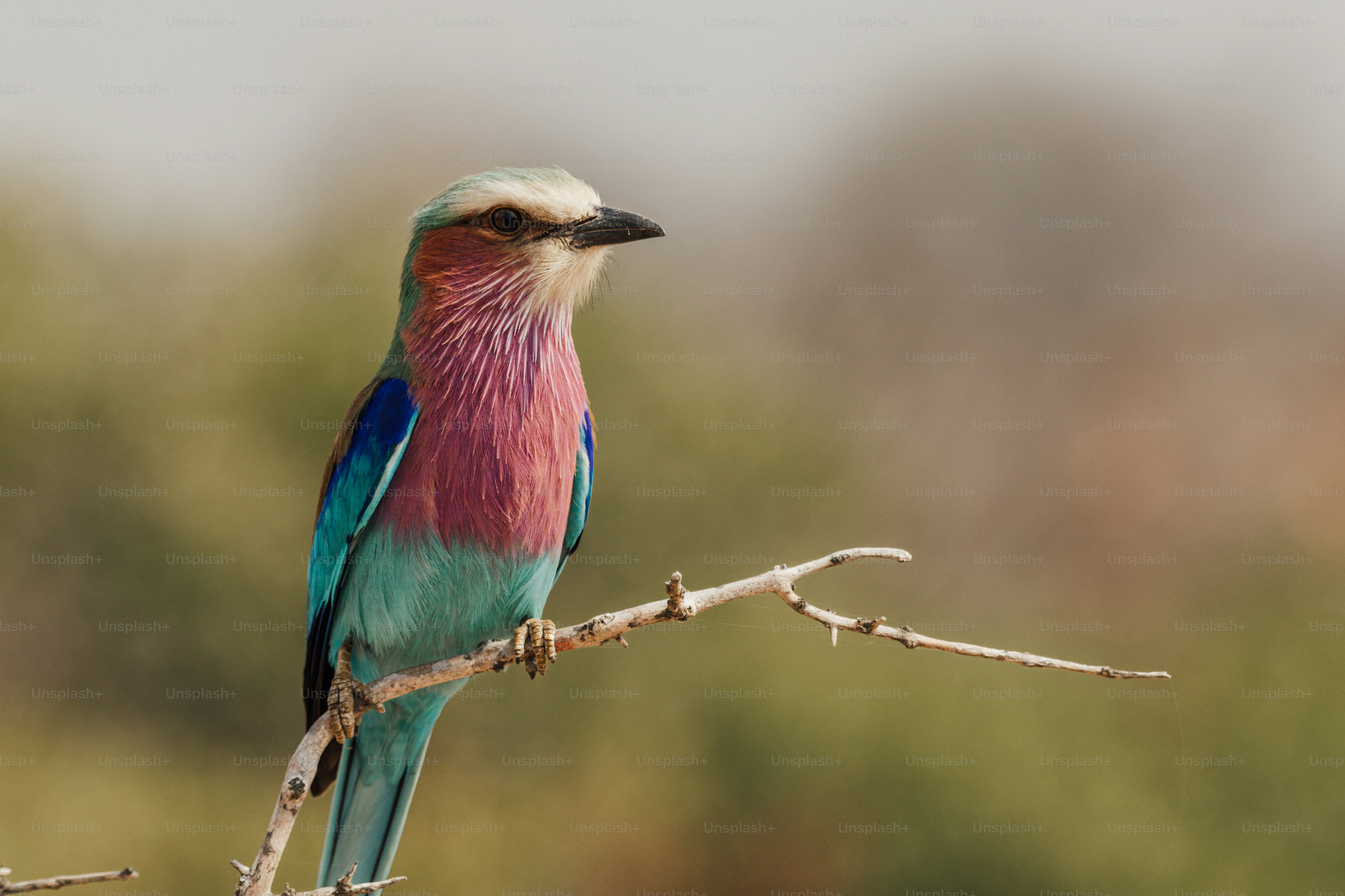 小枝にとまるピンクと青の鳥の写真 – Unsplashの動物の無料画像
