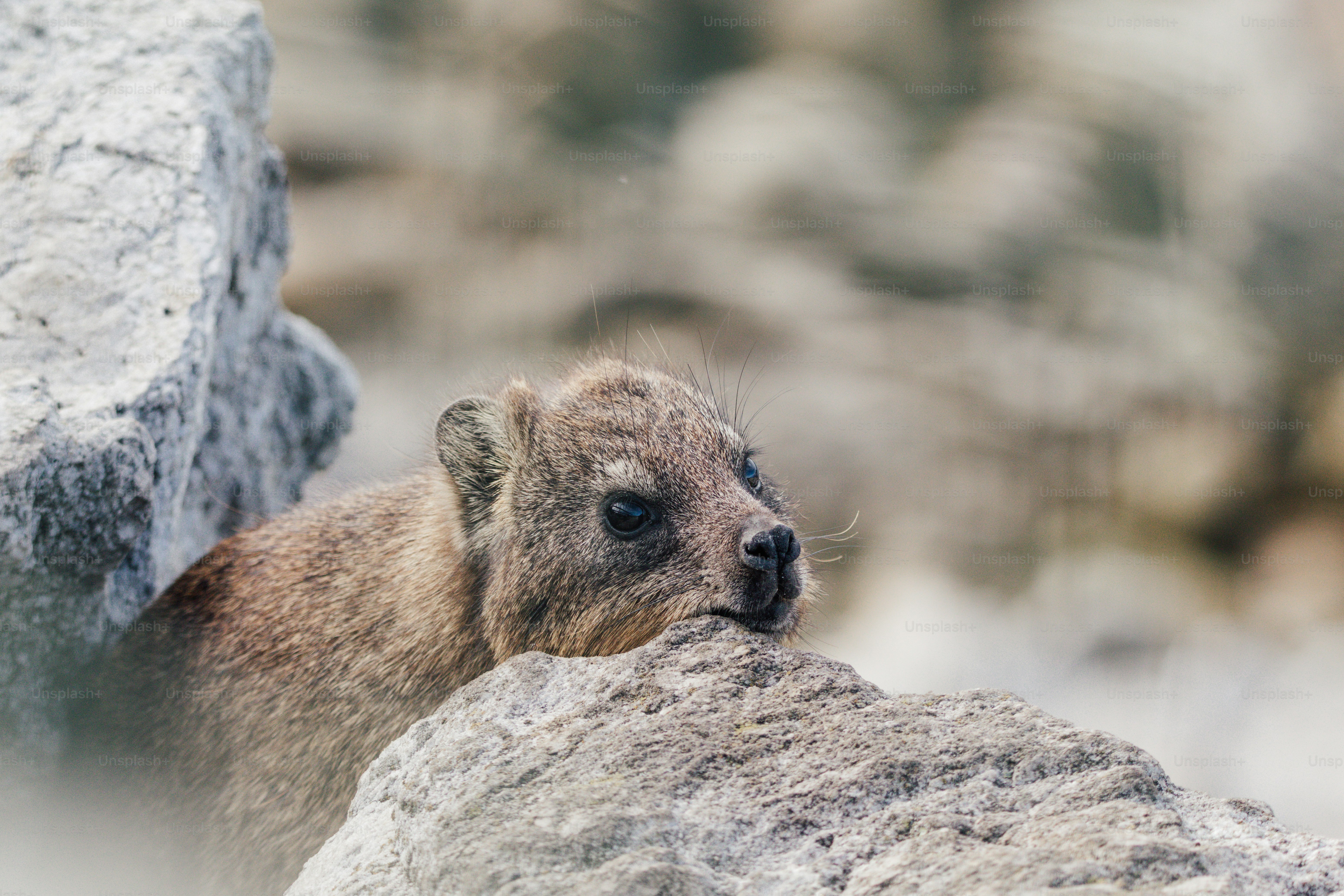 A small furry animal rests on a rock. photo – Animal Image on Unsplash