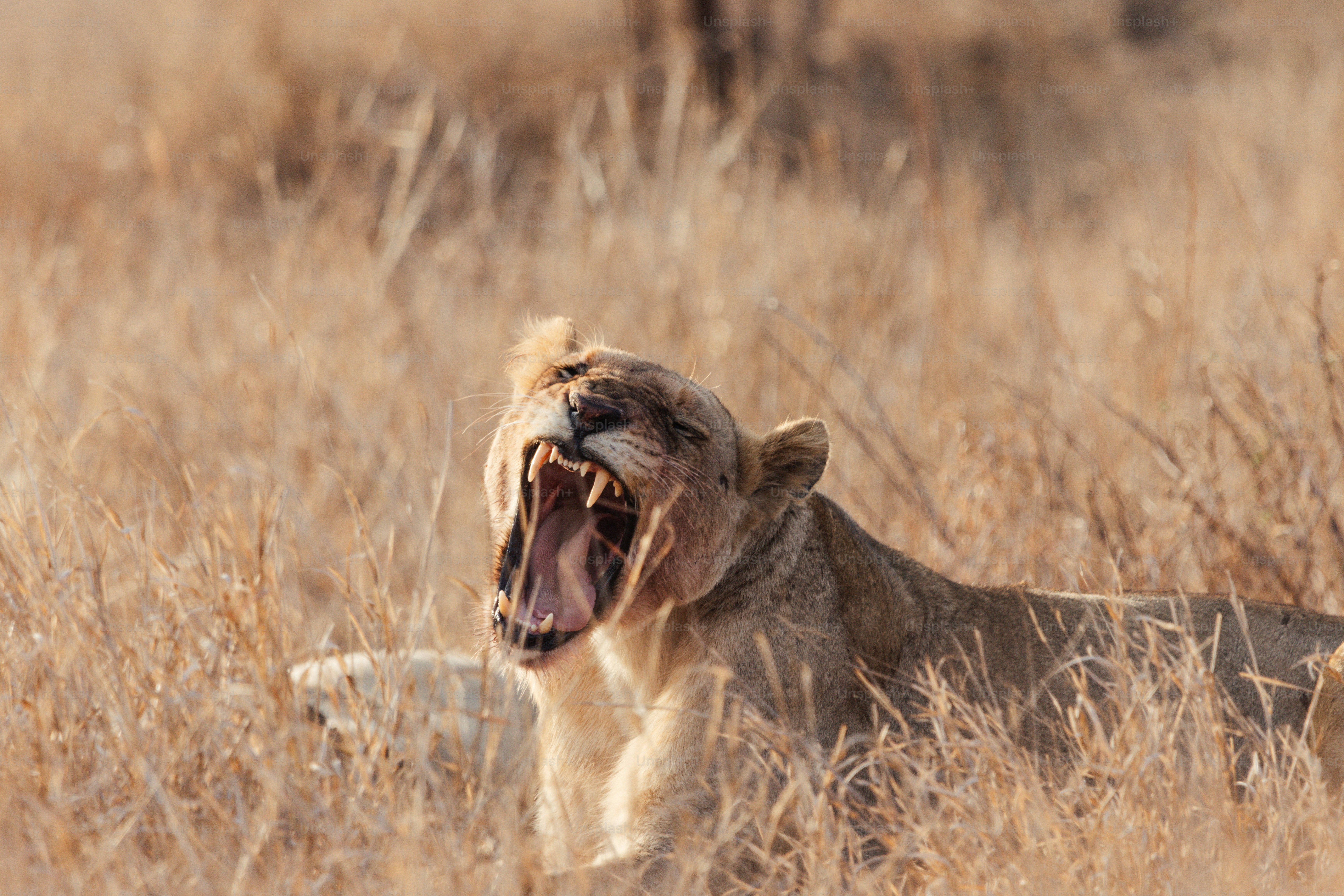 Löwin gähnt weit im trockenen Gras