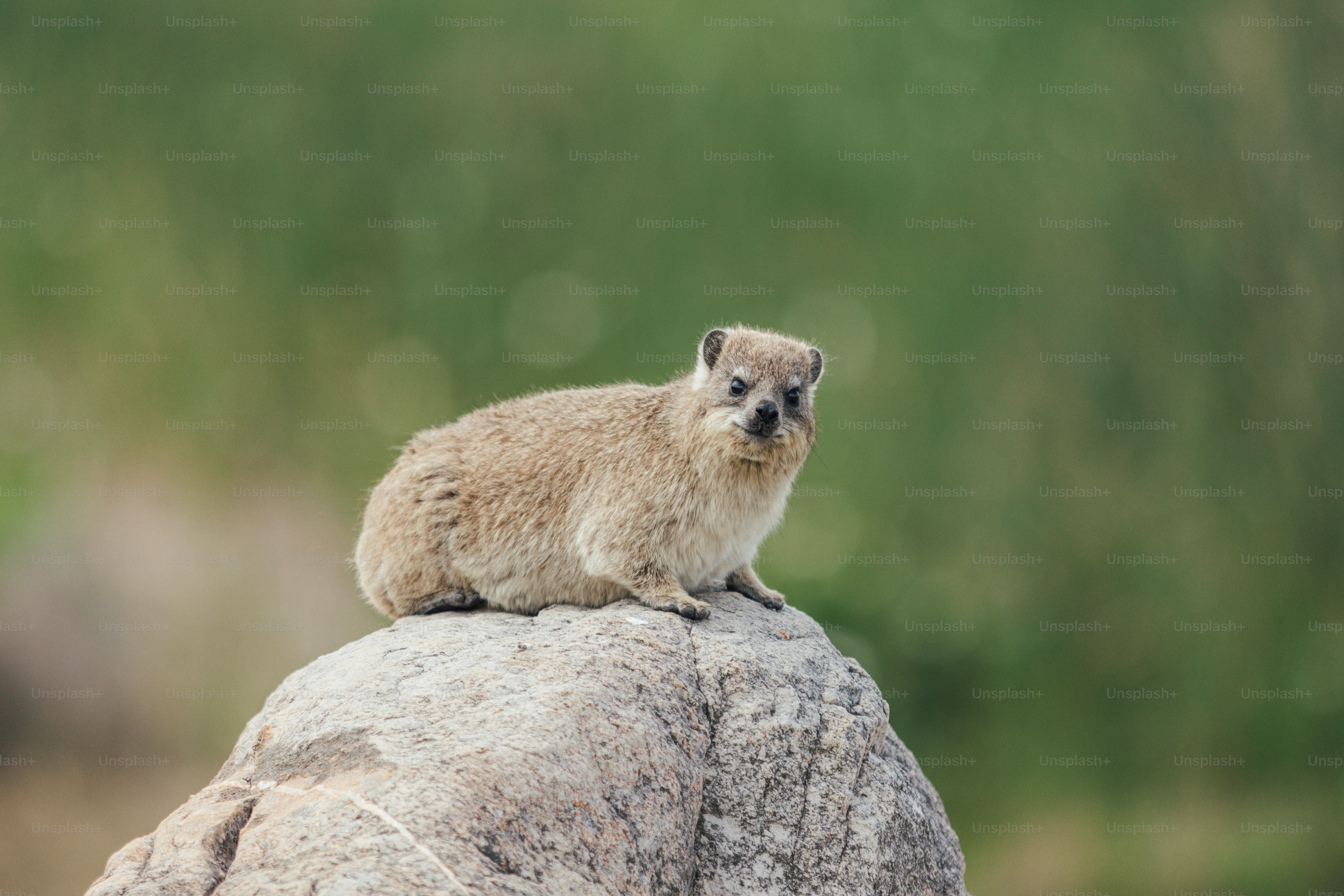 Stoat Pictures | Download Free Images on Unsplash