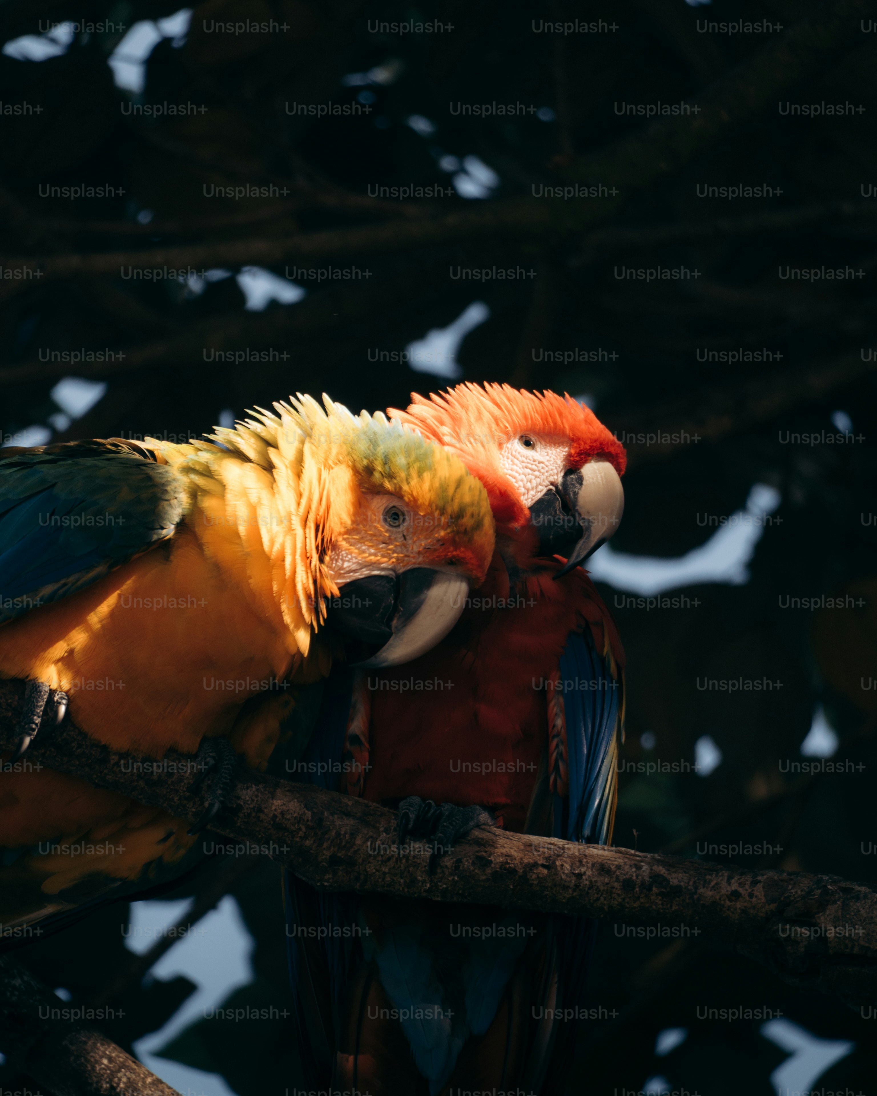 Two colorful macaws perched on a tree branch.