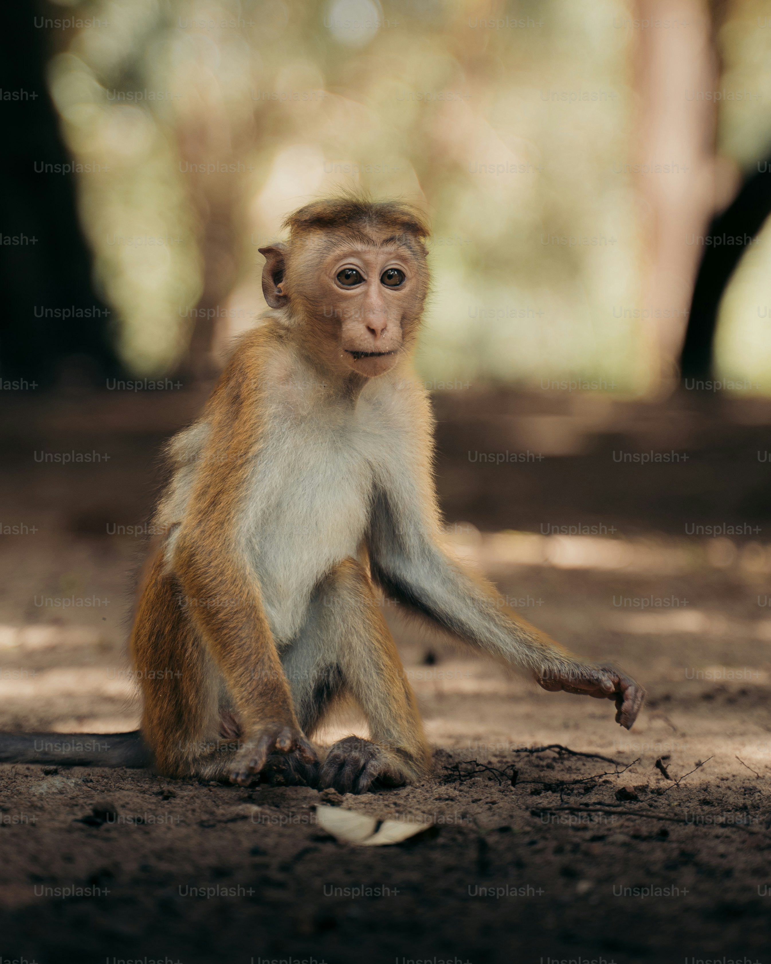 Seekor monyet muda duduk di tanah di hutan.