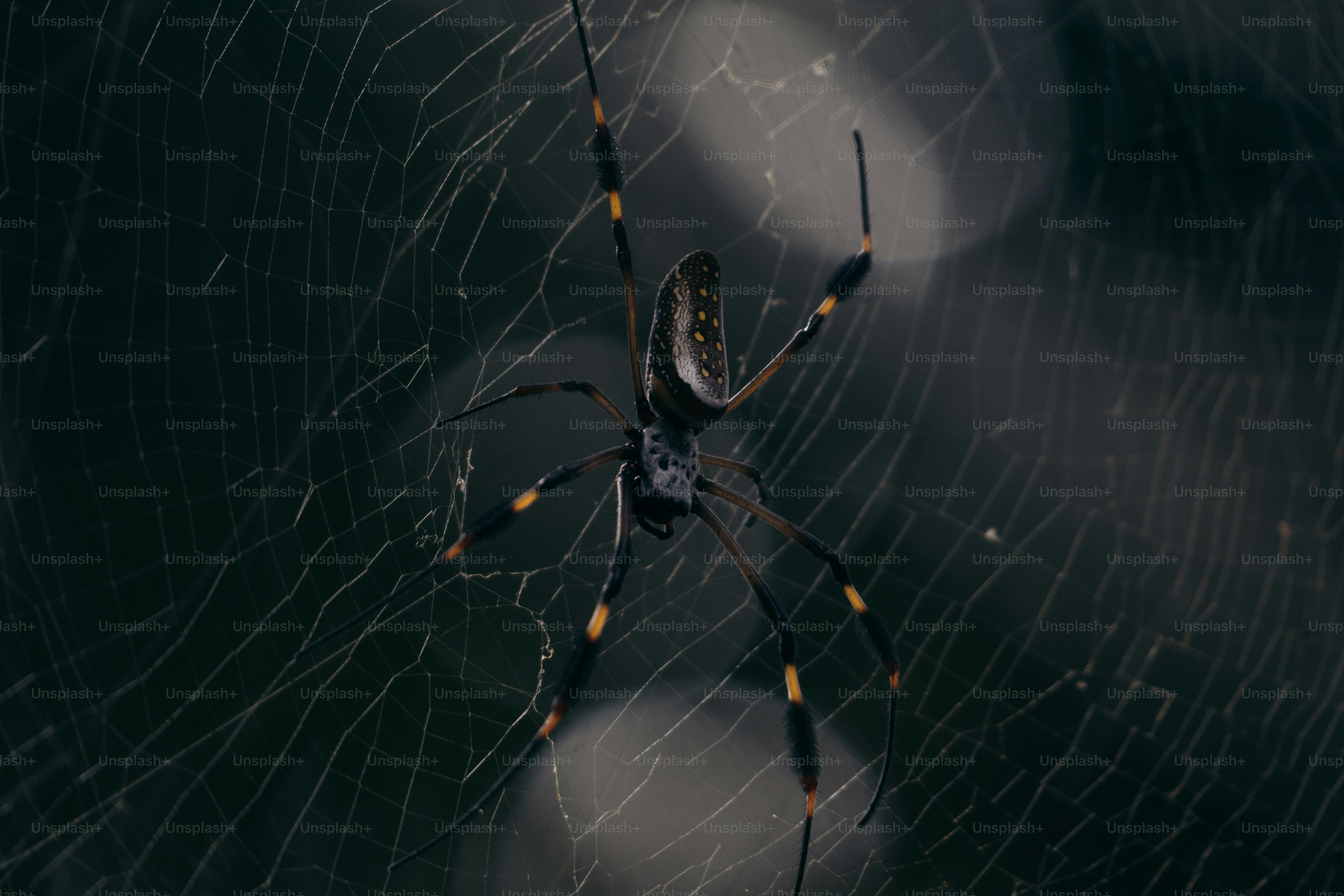 A large spider on its web