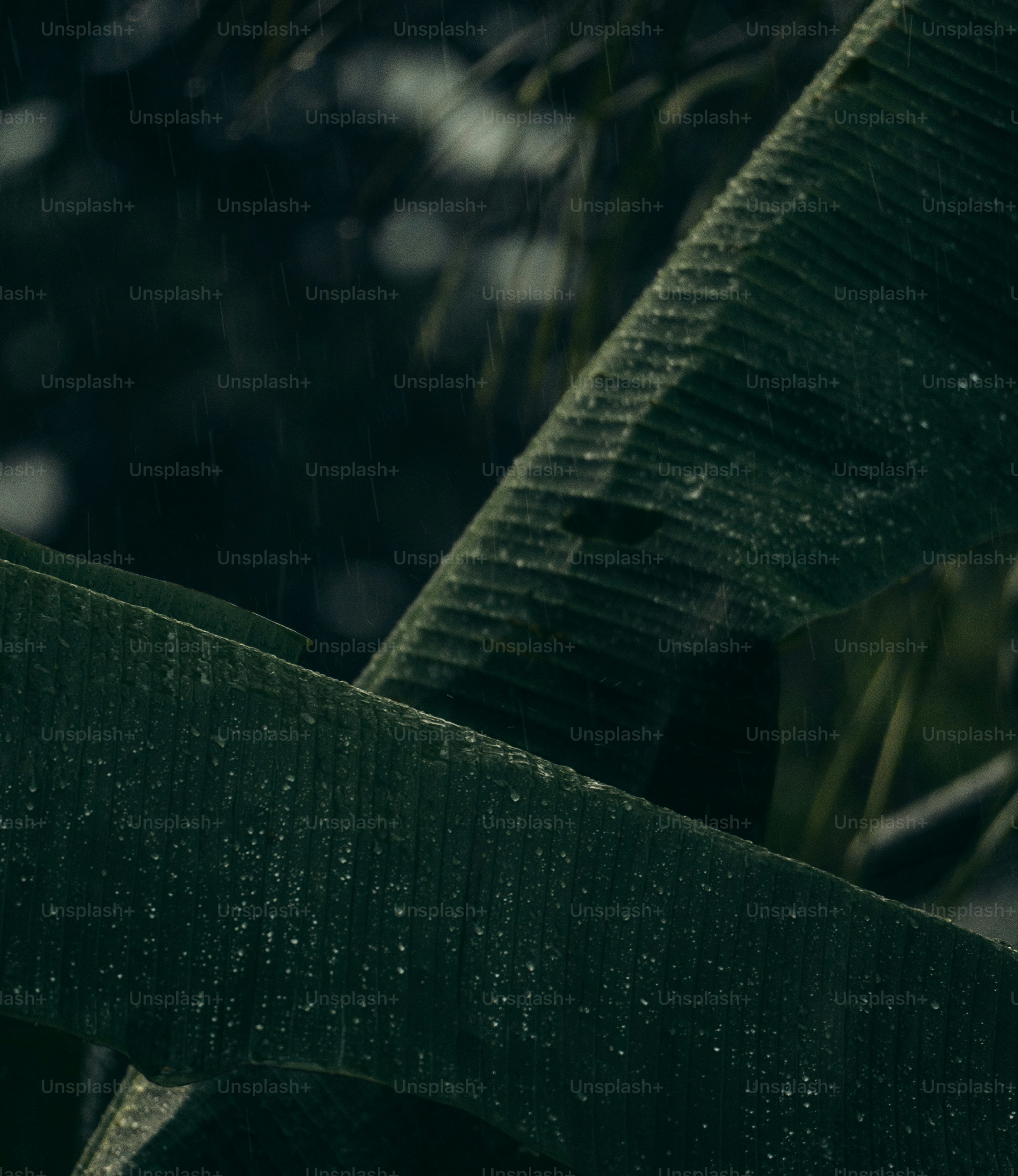 Close-up of wet green leaves in a forest.