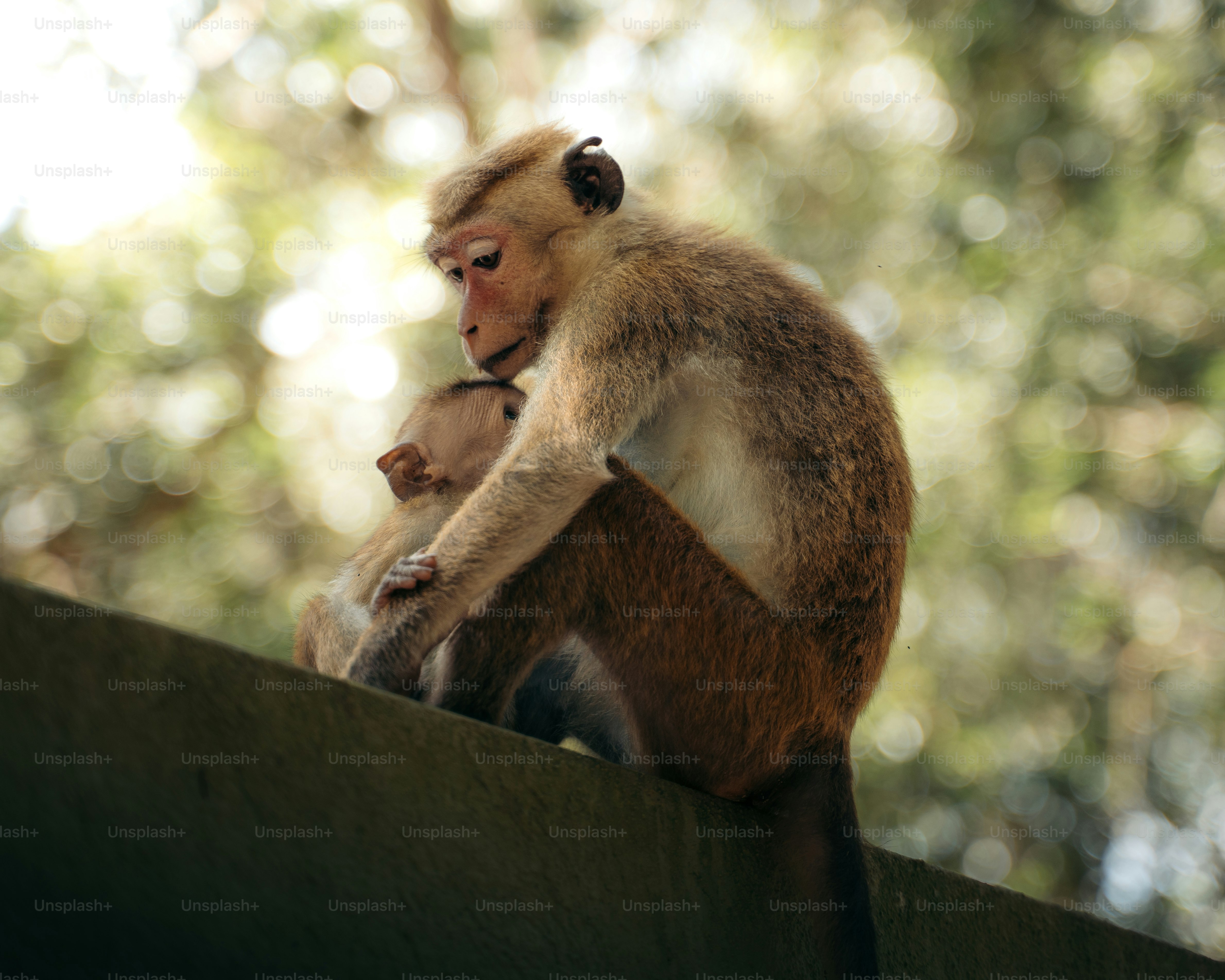 Two monkeys sitting together on a ledge.