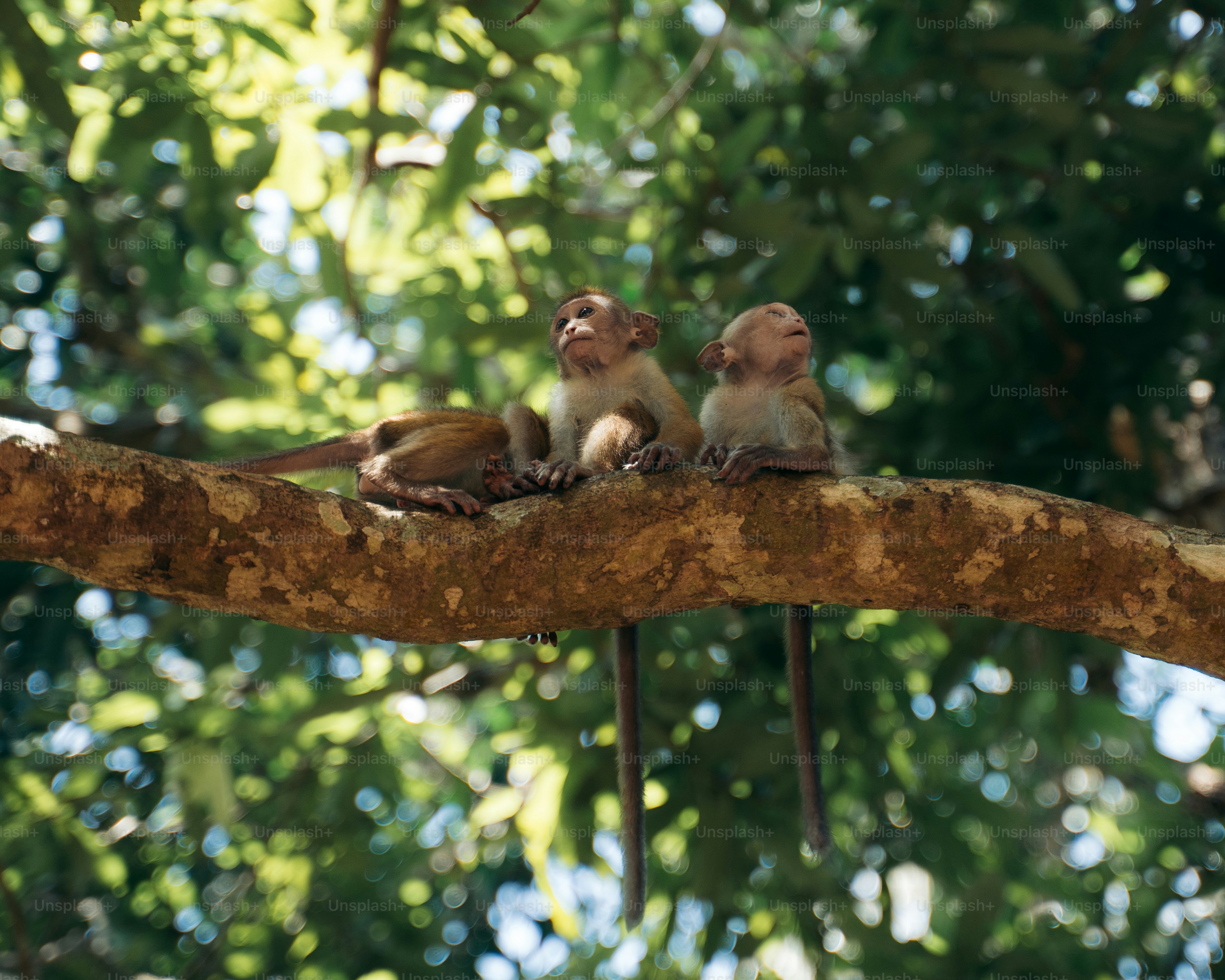 Three monkeys sit on a tree branch.