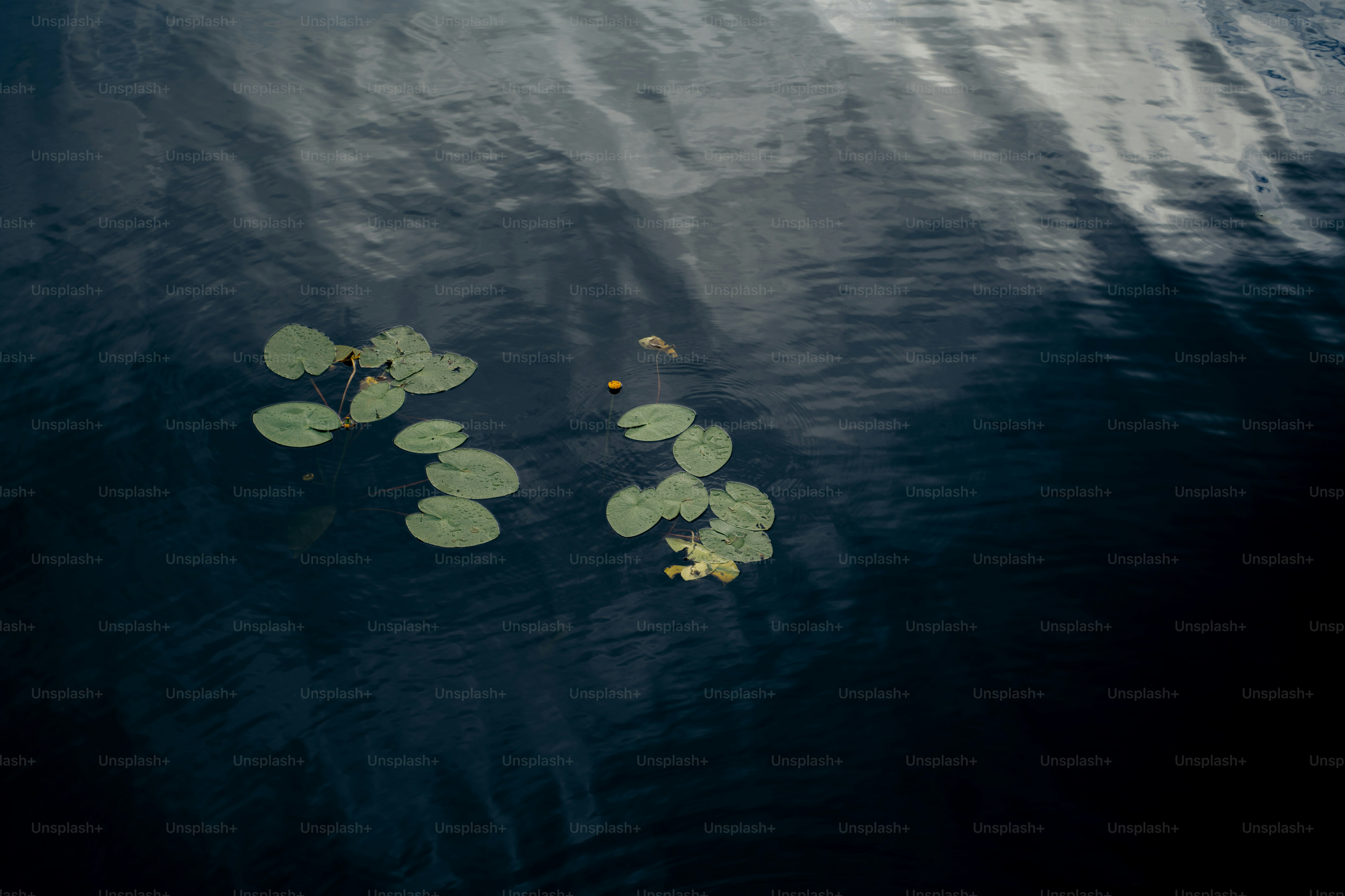 Nénuphars flottant à la surface de l’eau sombre