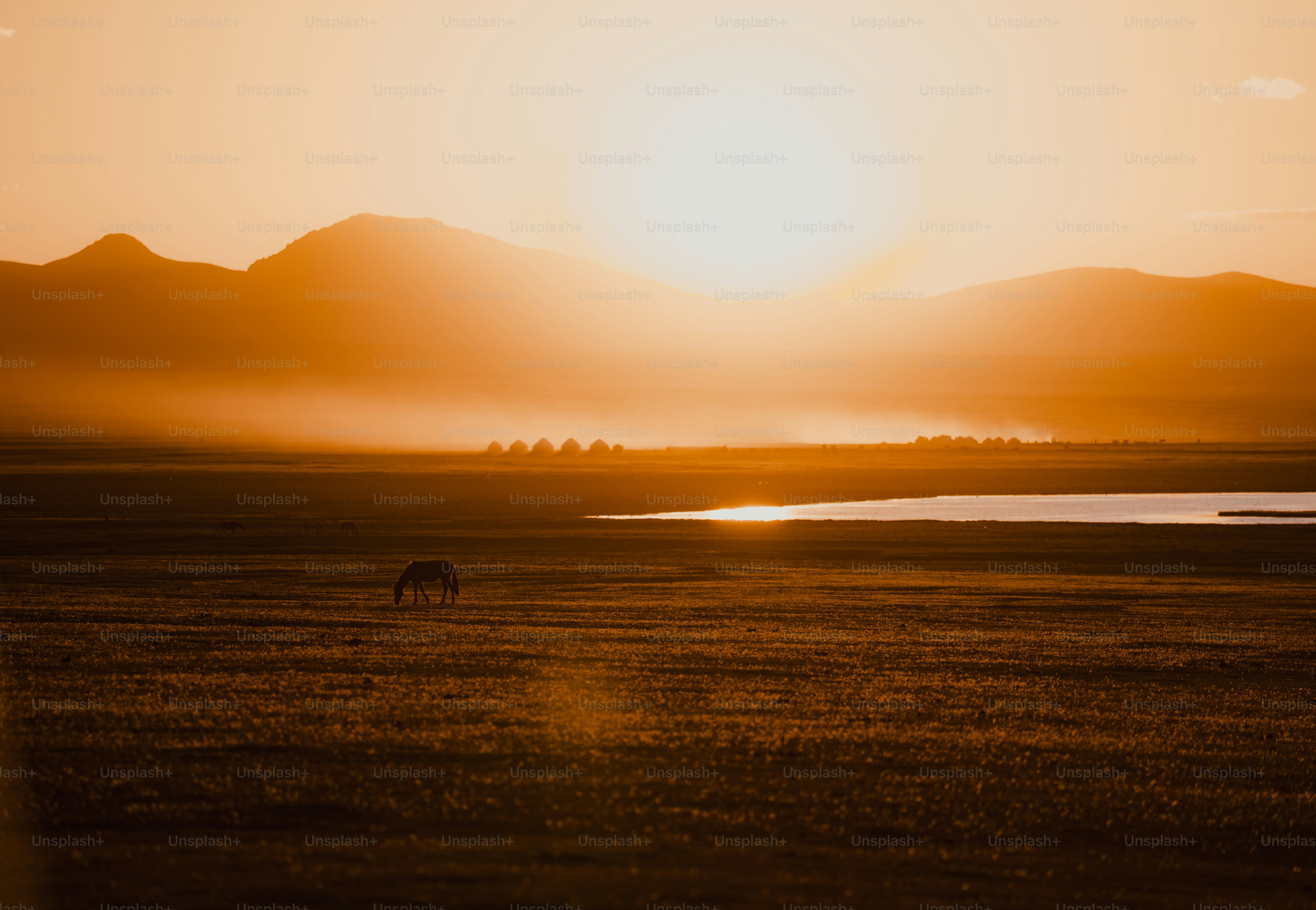 Un cheval solitaire broute dans un champ brumeux au coucher du soleil.