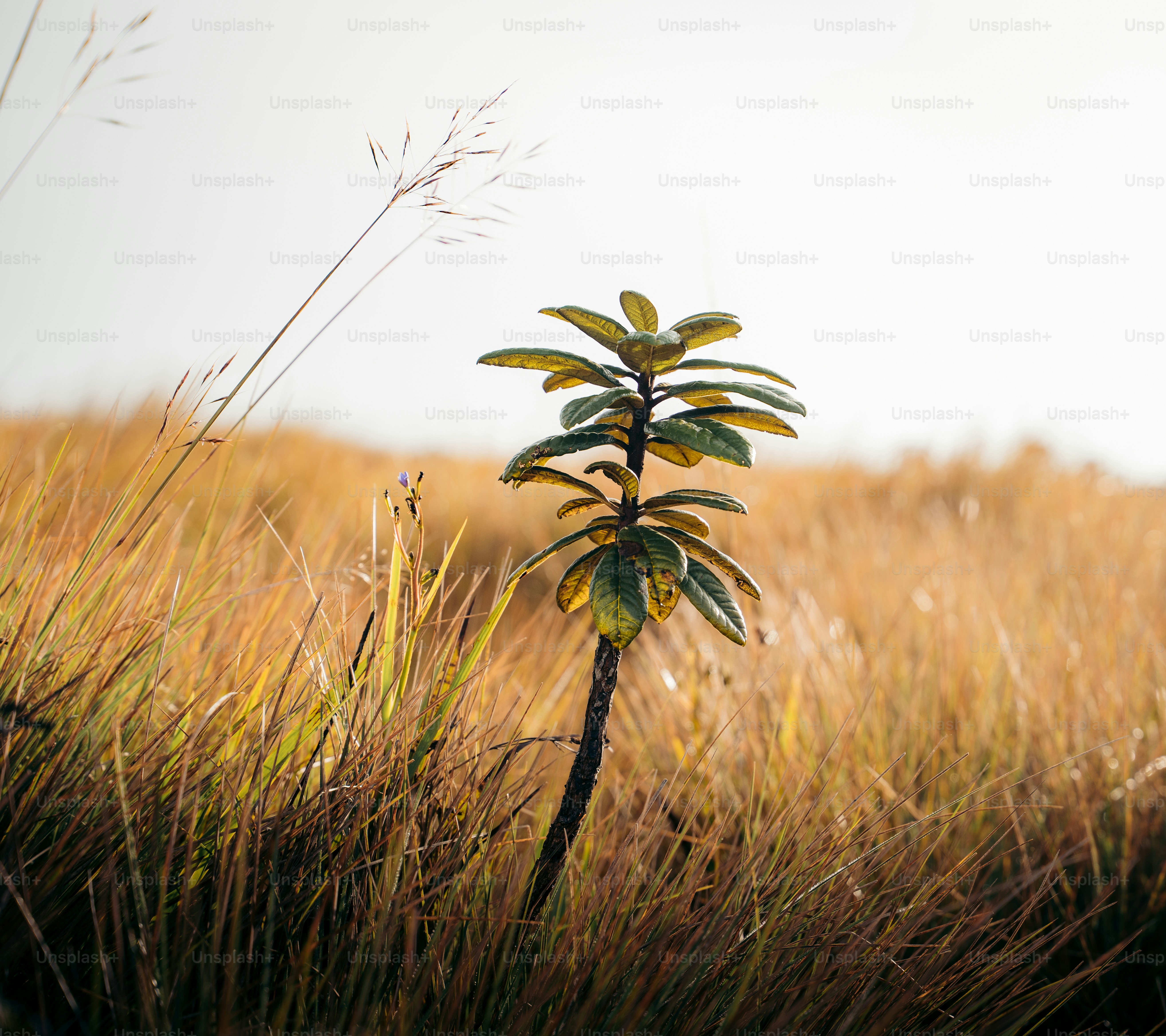 Une plante solitaire se dresse dans l’herbe sèche