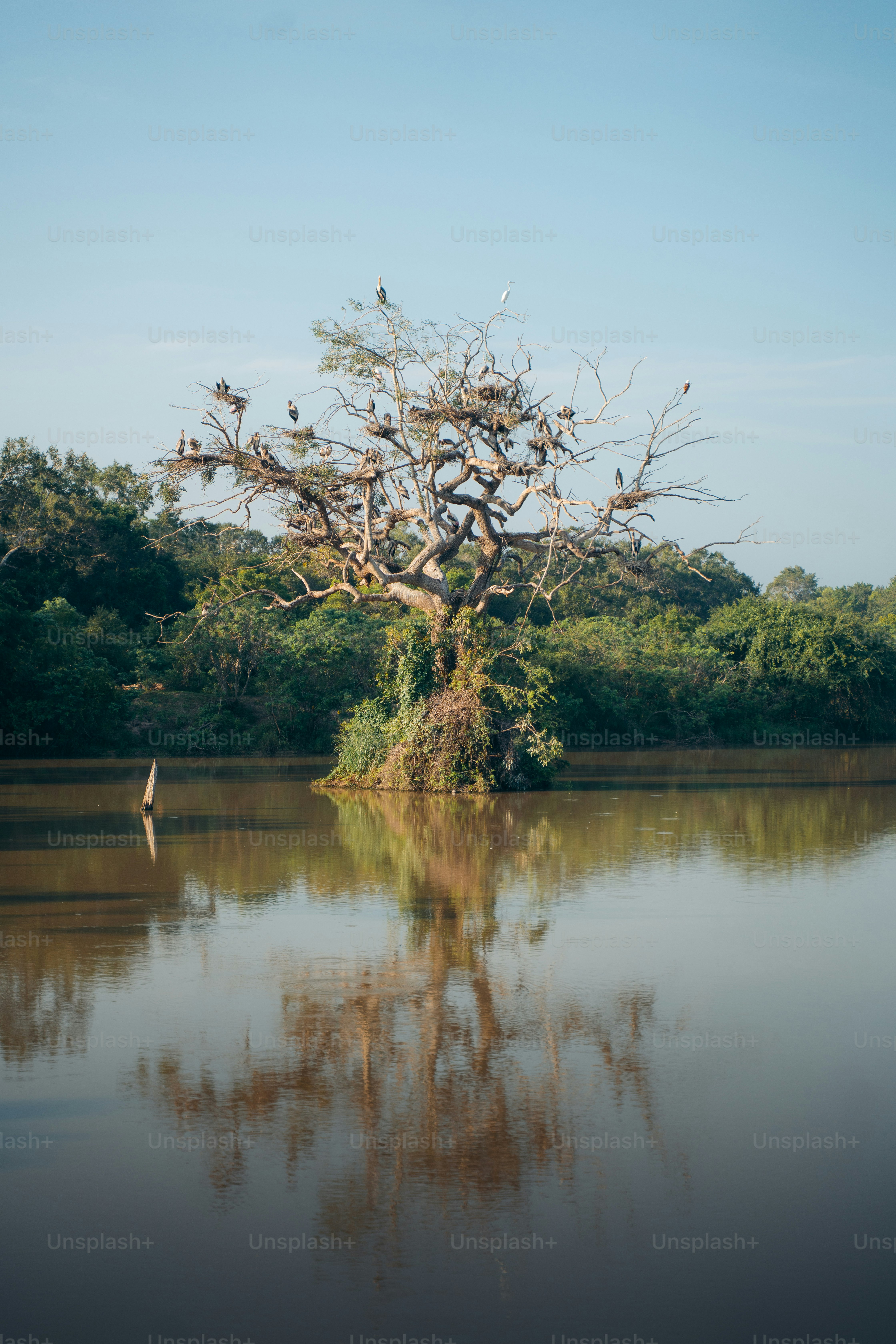Des oiseaux nichant dans un arbre nu au bord de l’eau