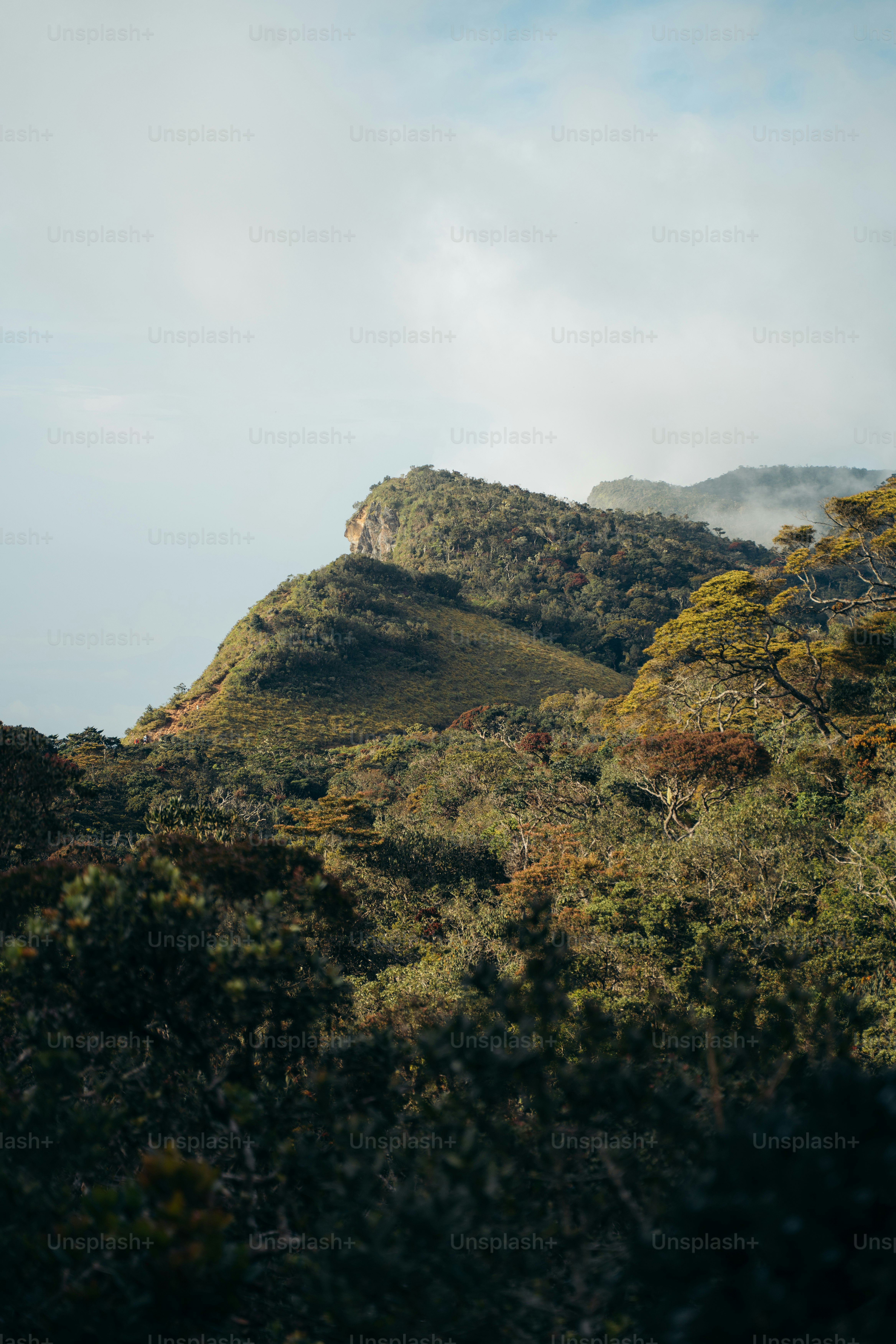 霞んだ空の下、青々とした山腹。