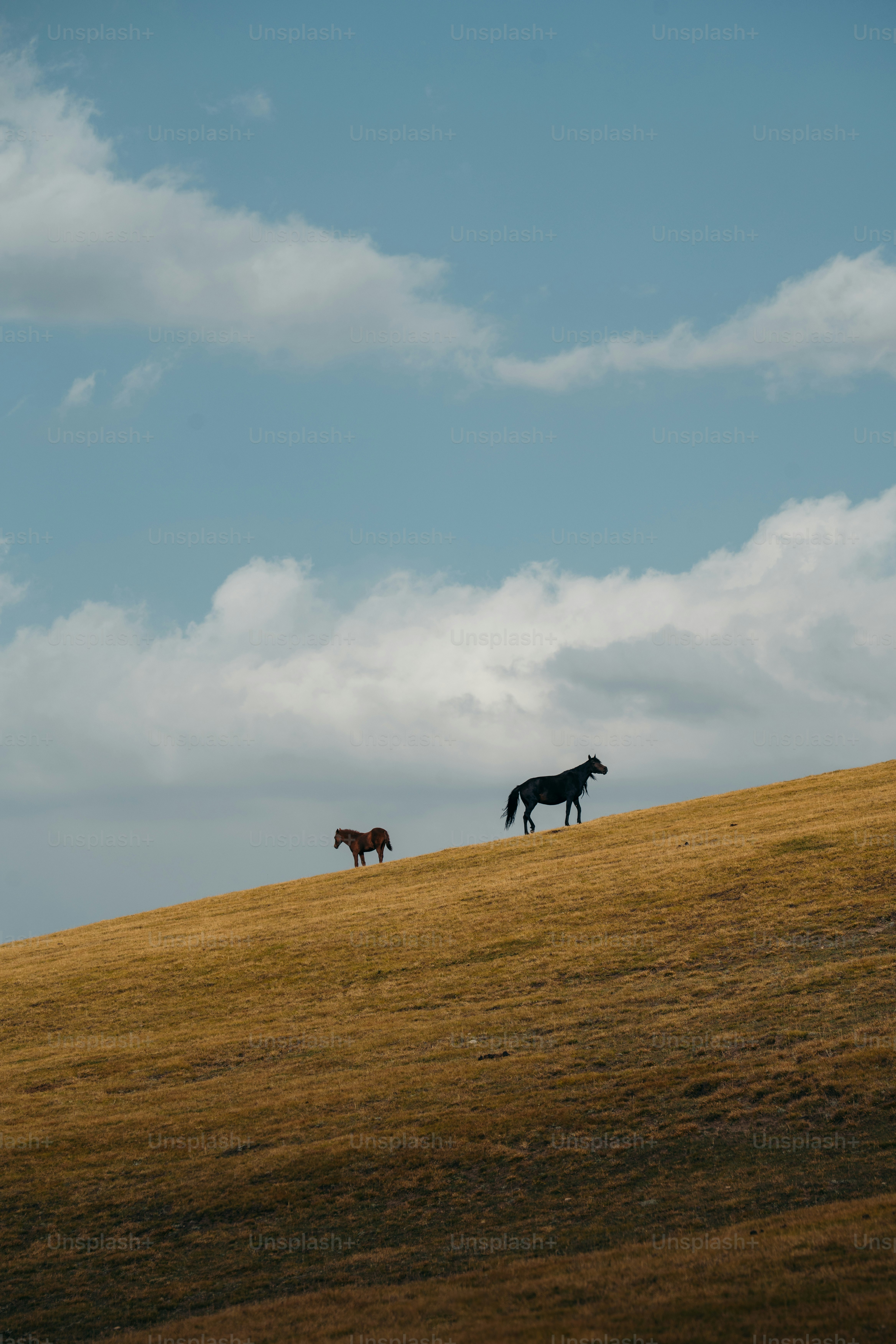 Two horses stand on a grassy hill under clouds.