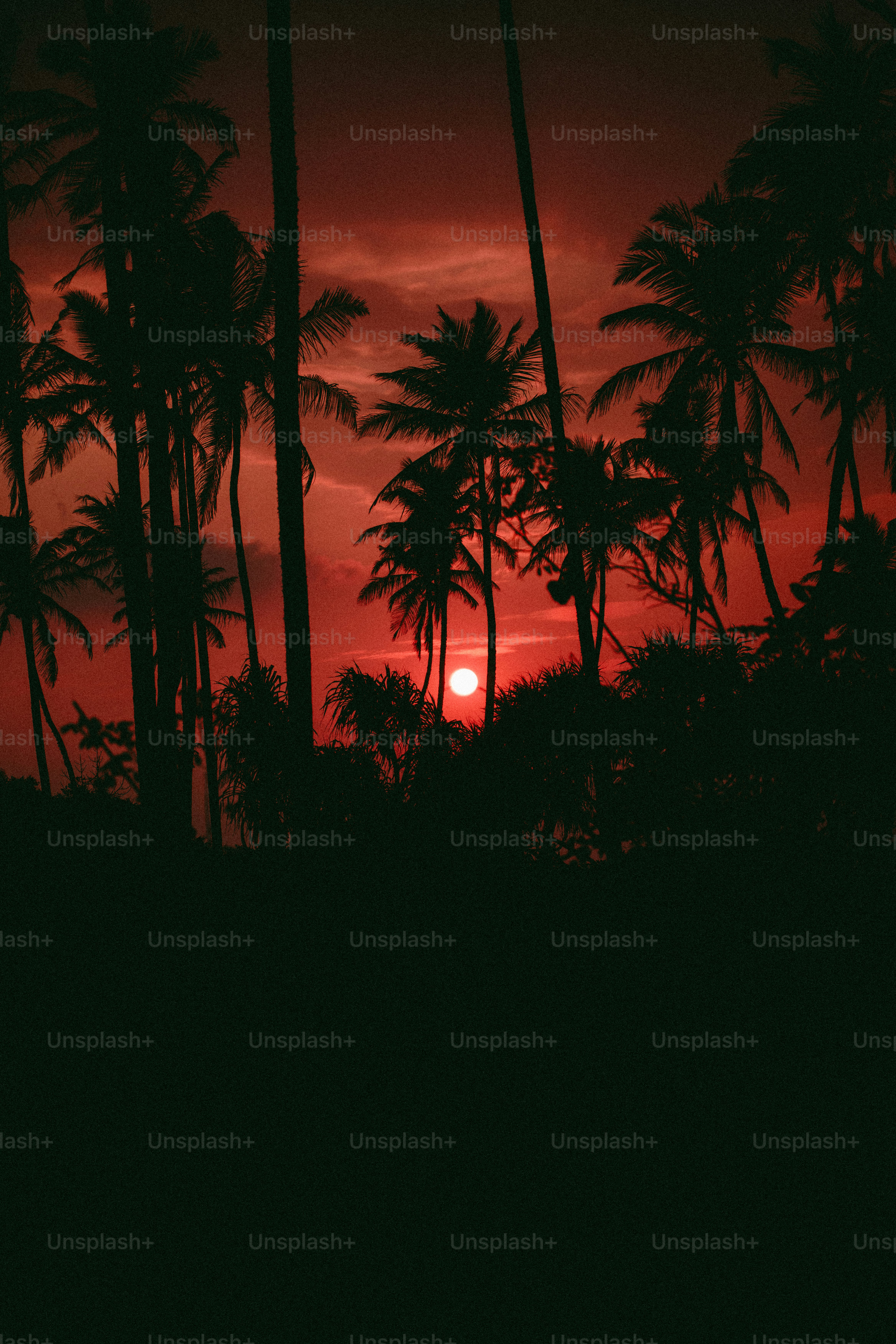 Des palmiers se détachaient sur un coucher de soleil rouge éclatant.