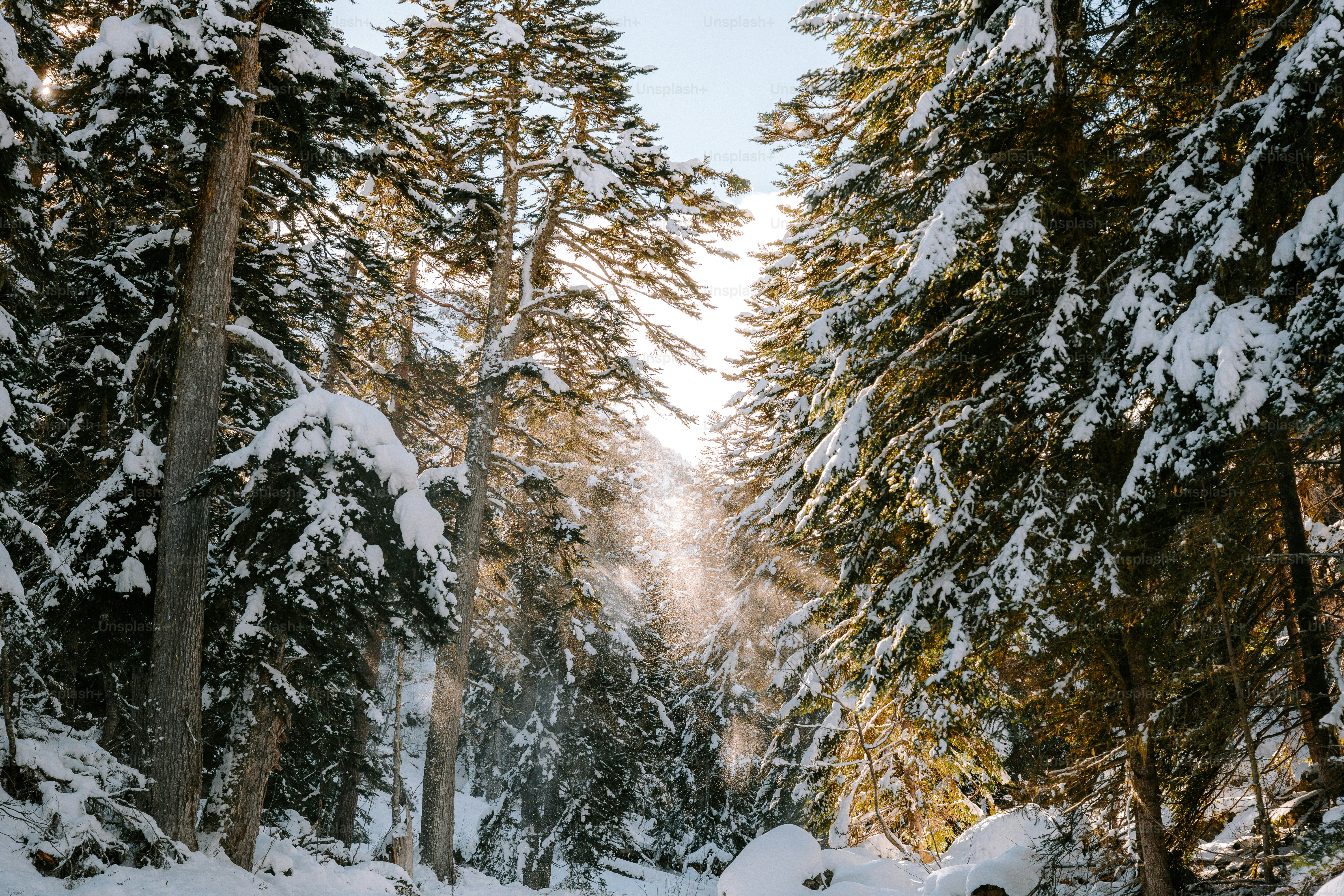 Schneebedeckte Bäume in einem Winterwald