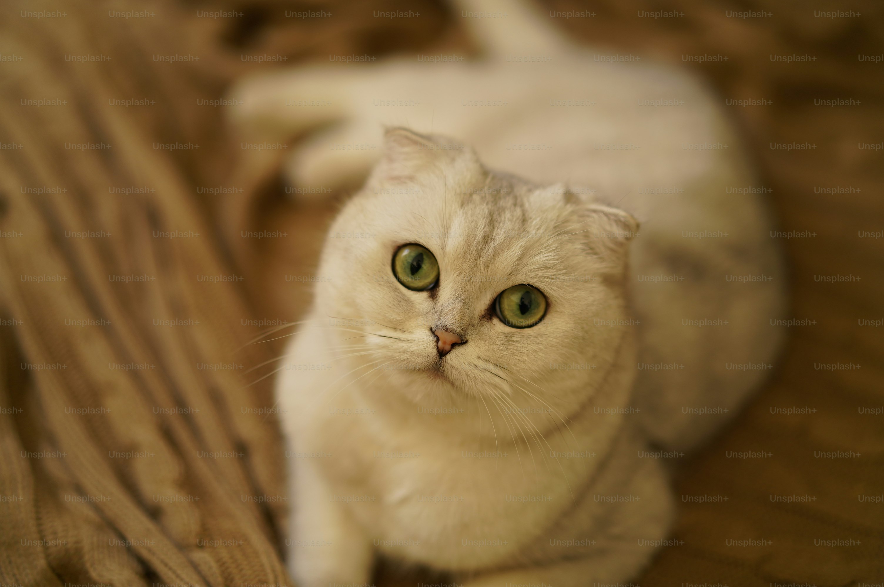Scottish Fold in New Delhi