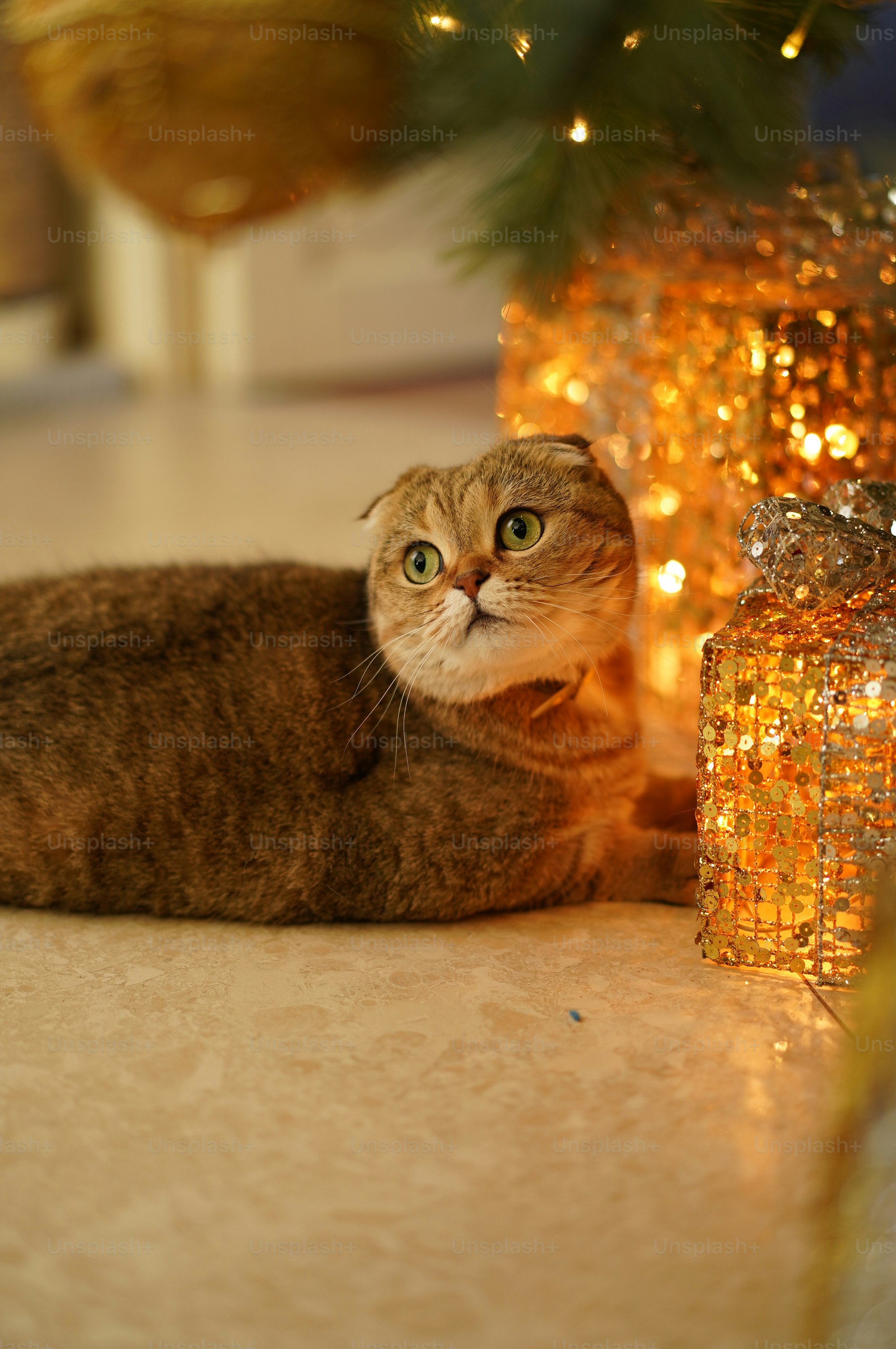 Un chat repose près d’un sapin de Noël décoré et de cadeaux.