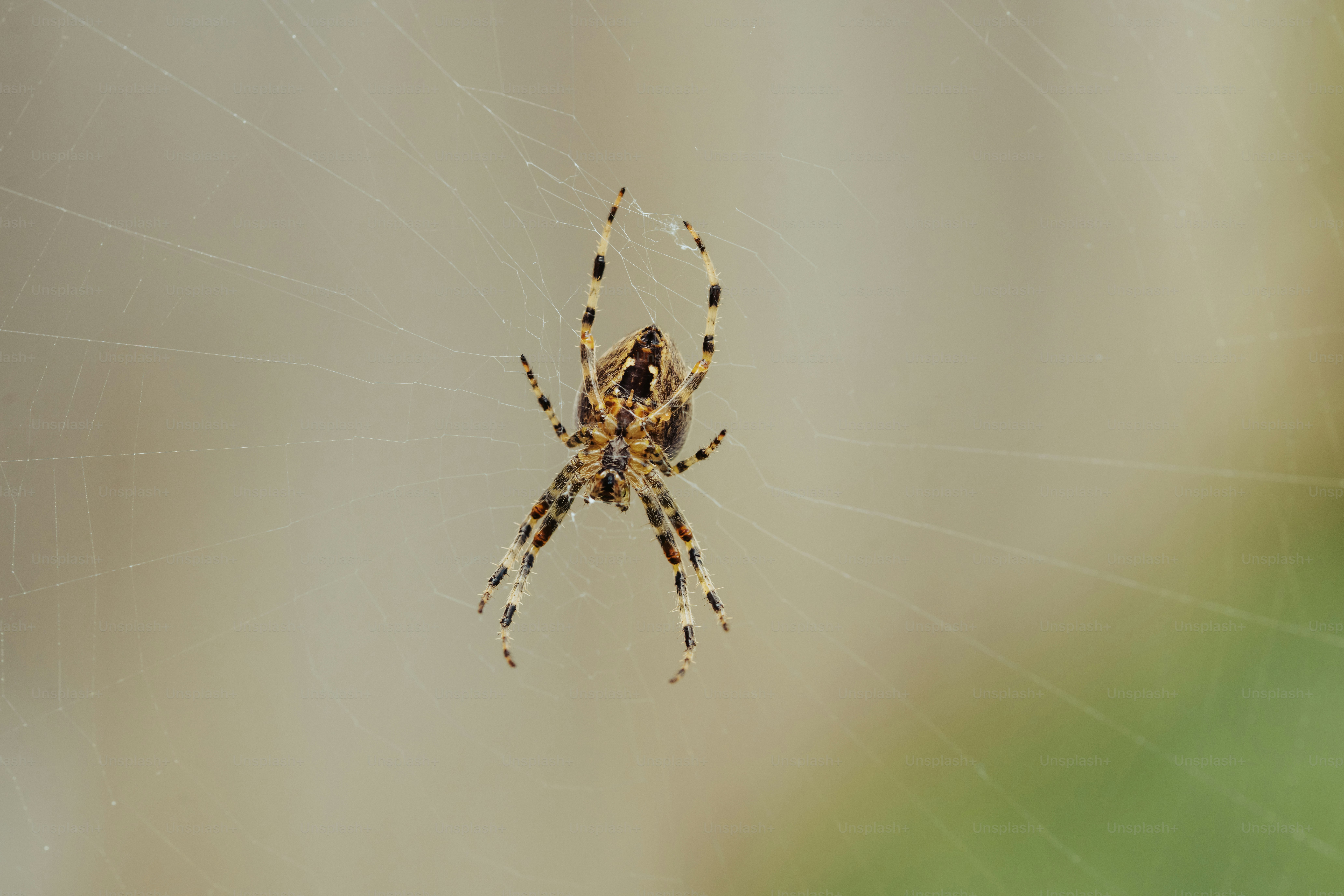 Uma aranha de jardim está pendurada em sua teia.