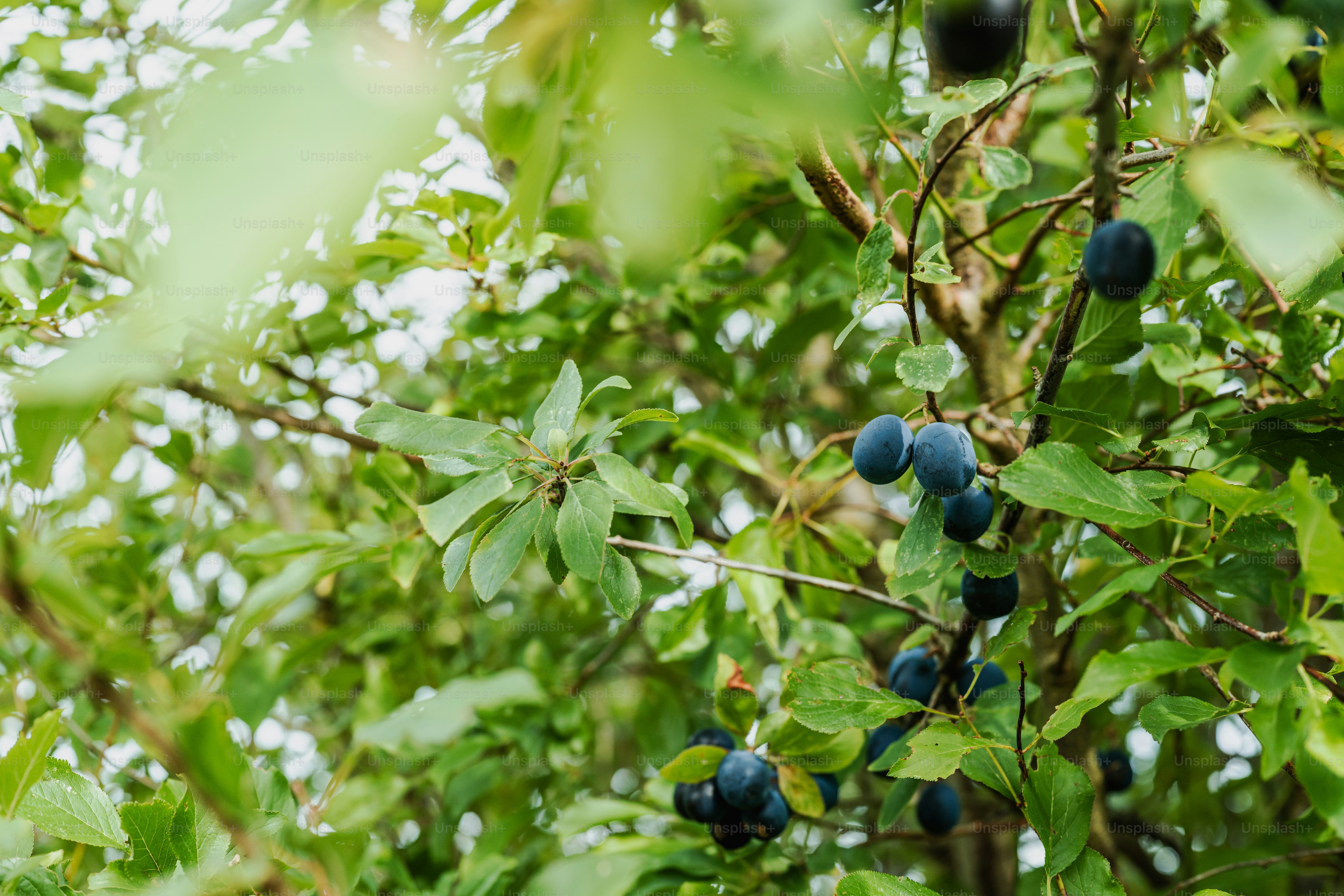 Ripe plums hanging on a tree branch