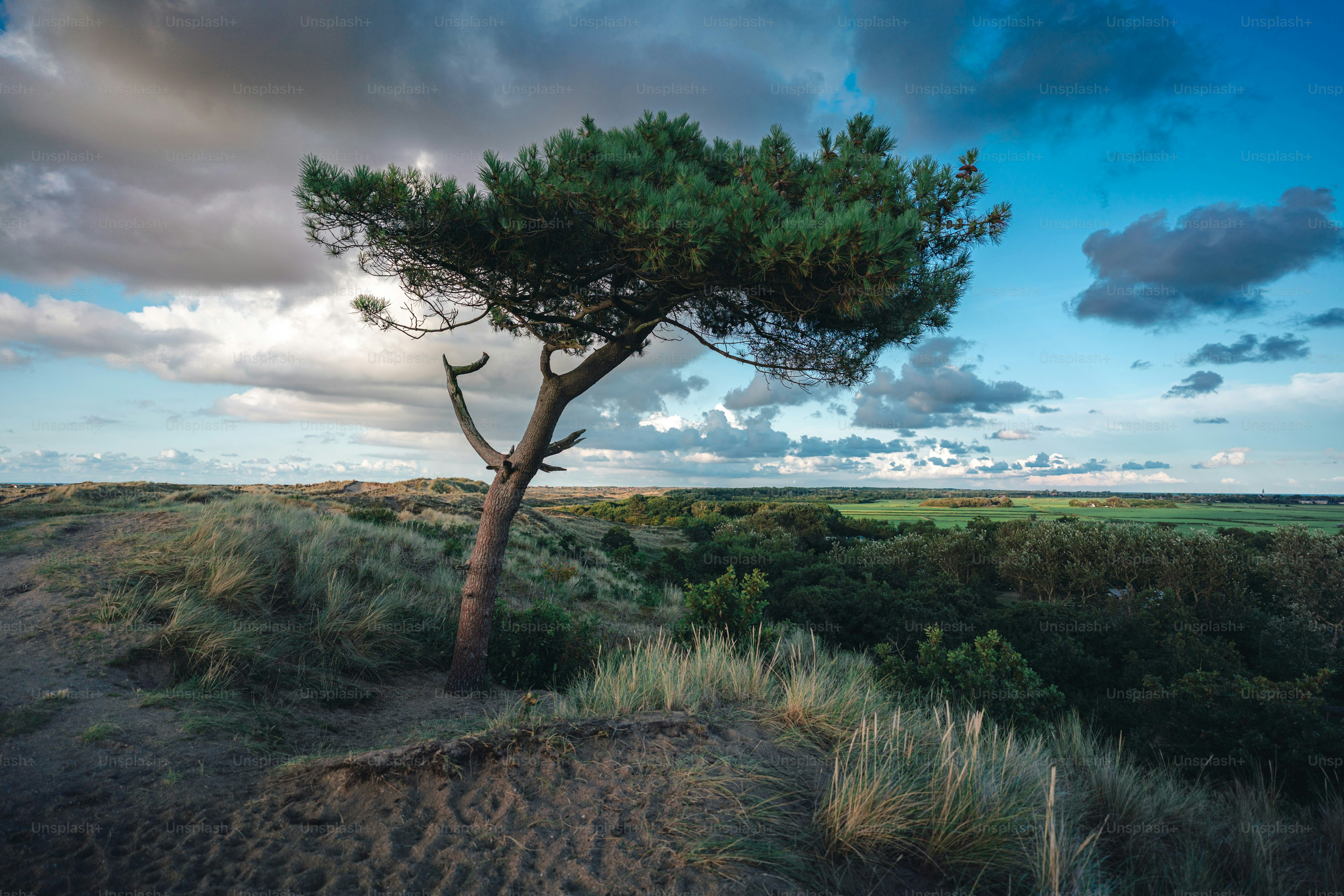 Lone tree on a grassy hill under cloudy sky photo – Horizon Image on ...