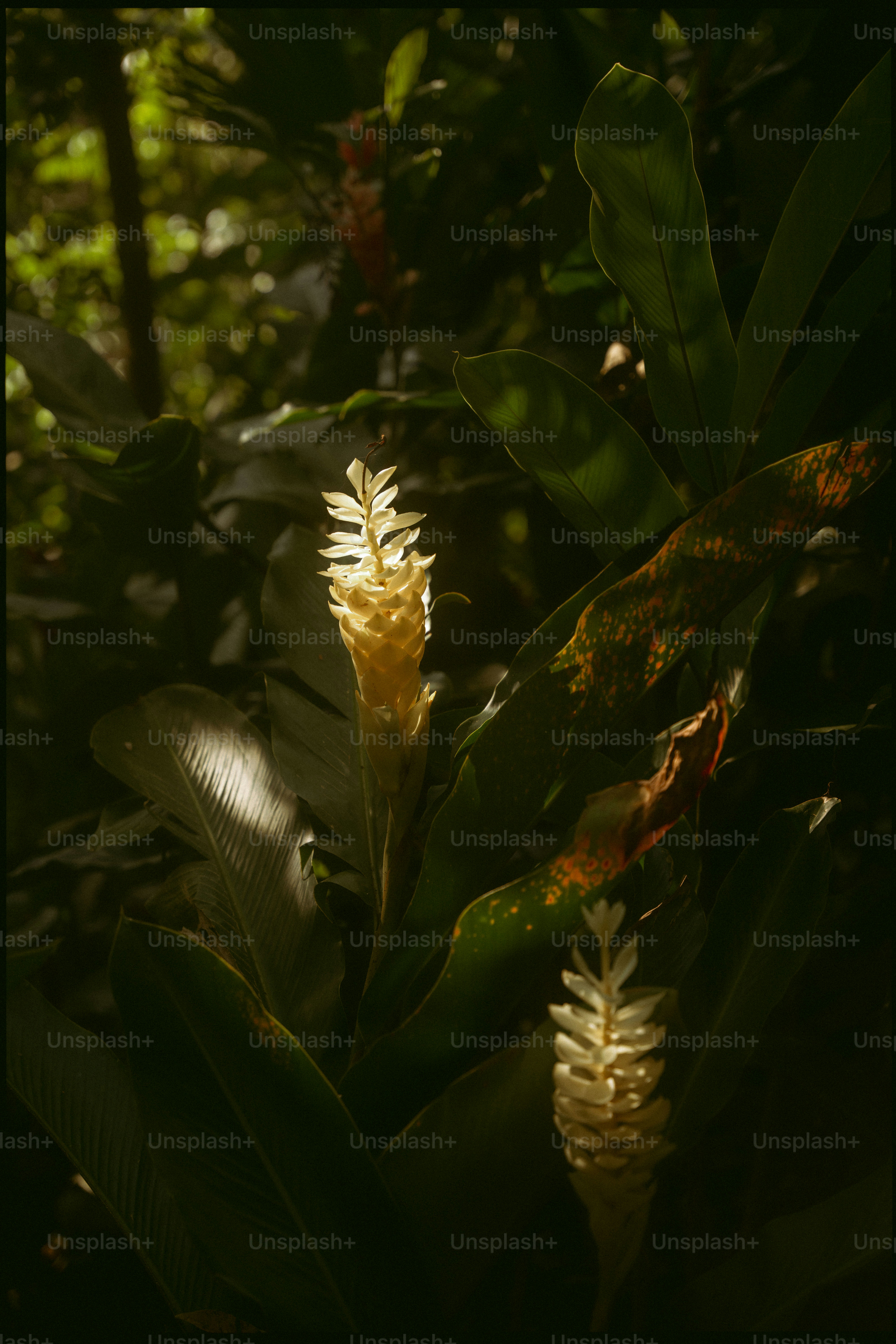A tall white flower illuminated by sunlight