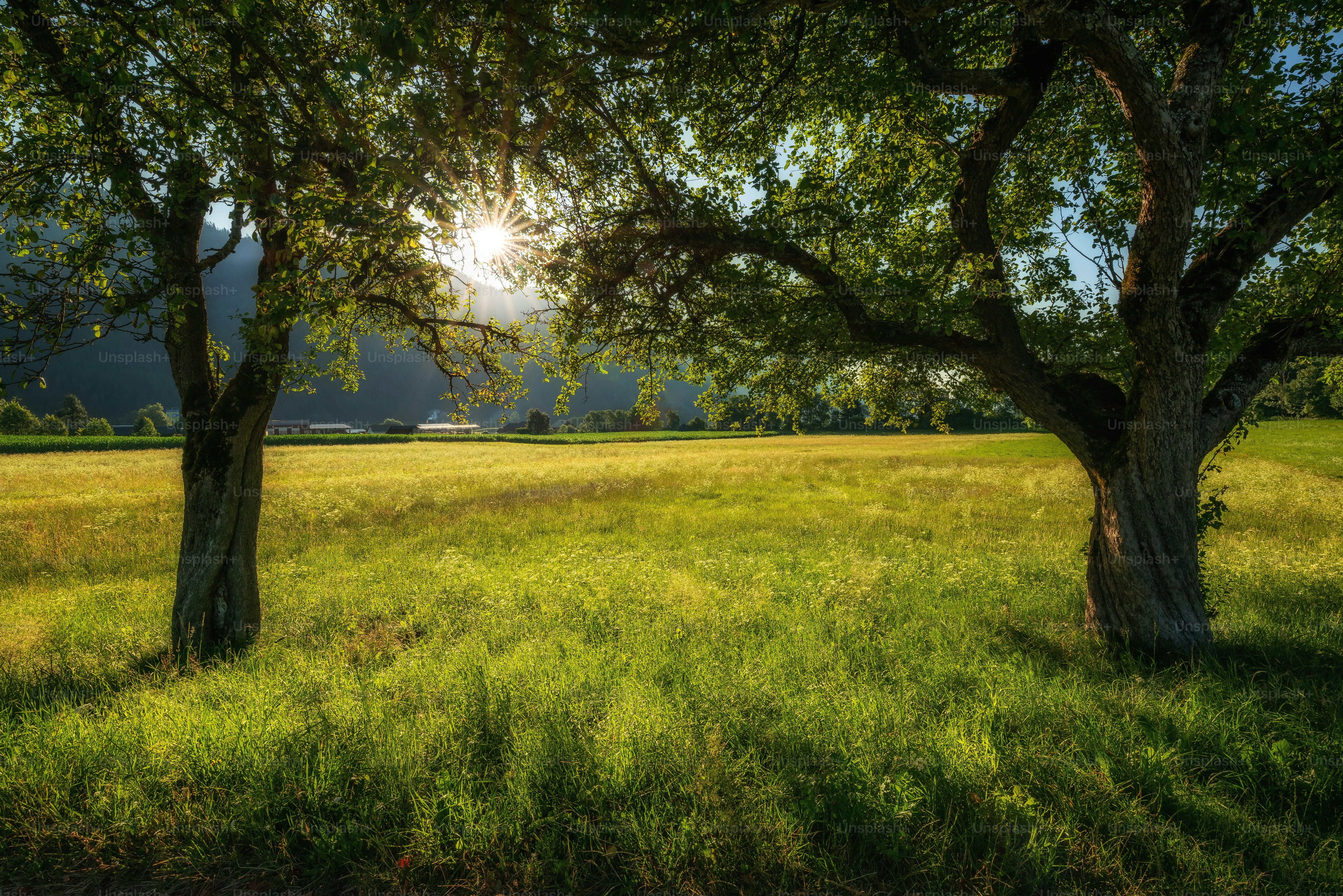 A luz do sol brilha através das árvores até um campo gramado