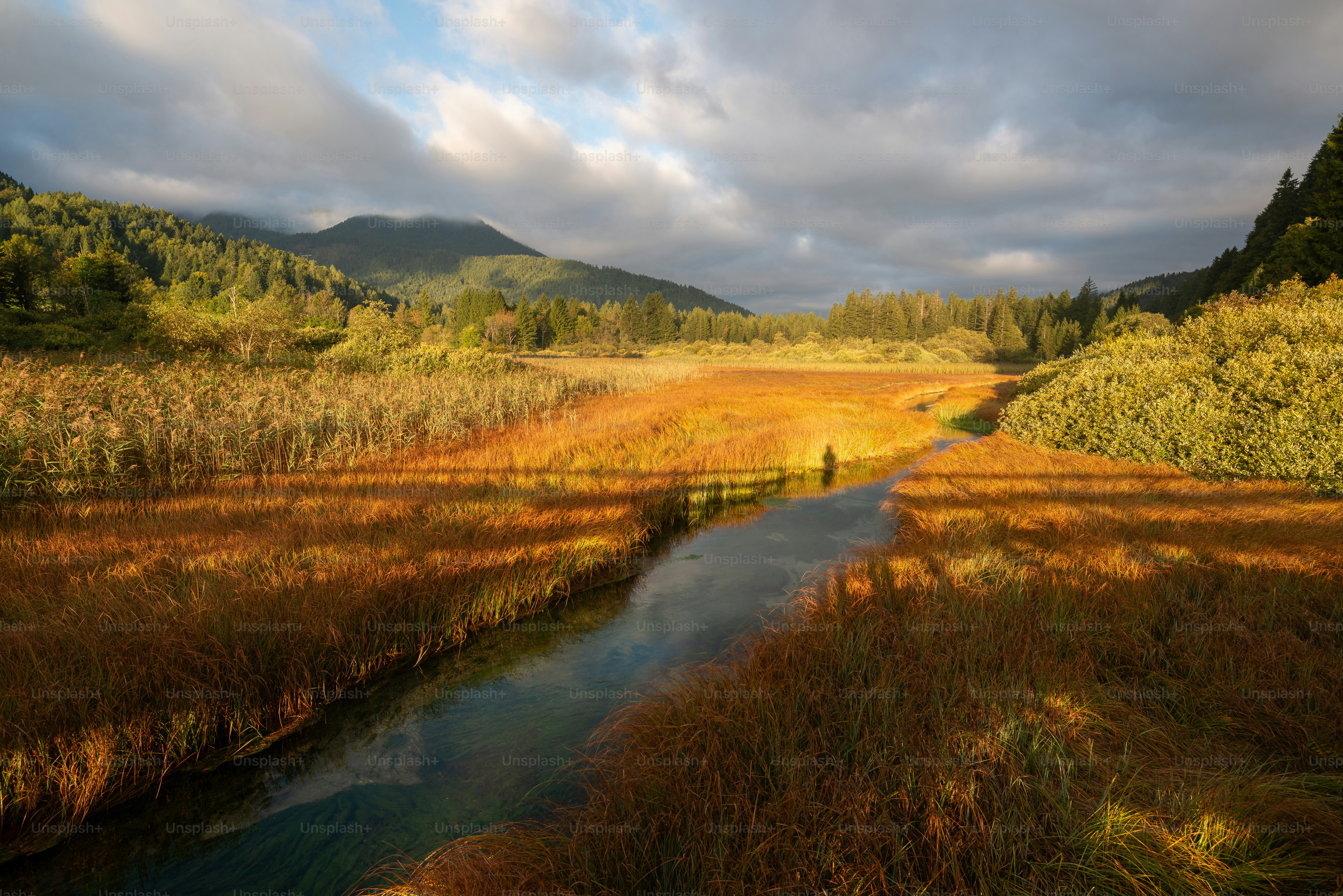 A lone fisherman casts a line in a golden marsh