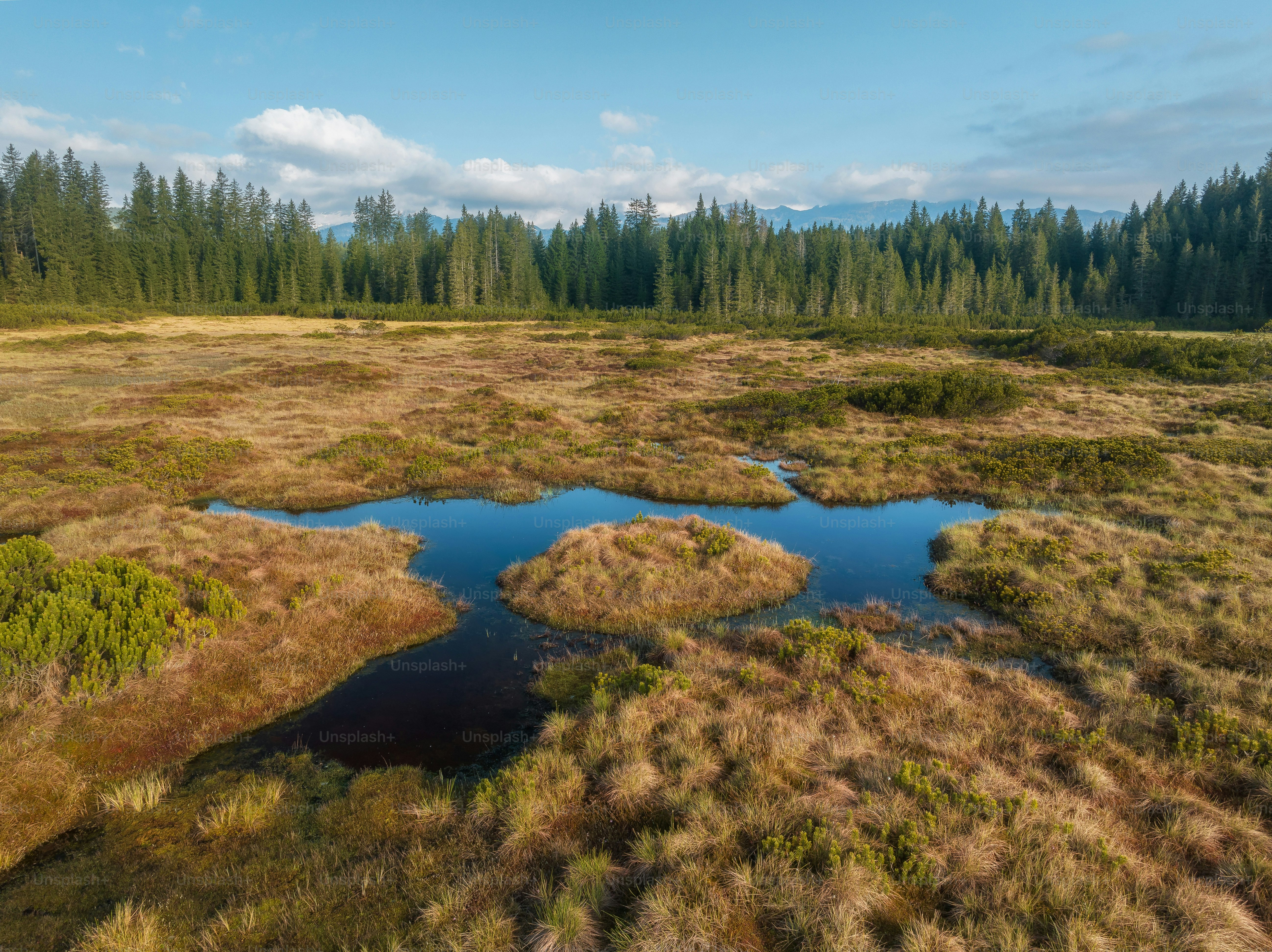 A small pond surrounded by marshland and pine forest