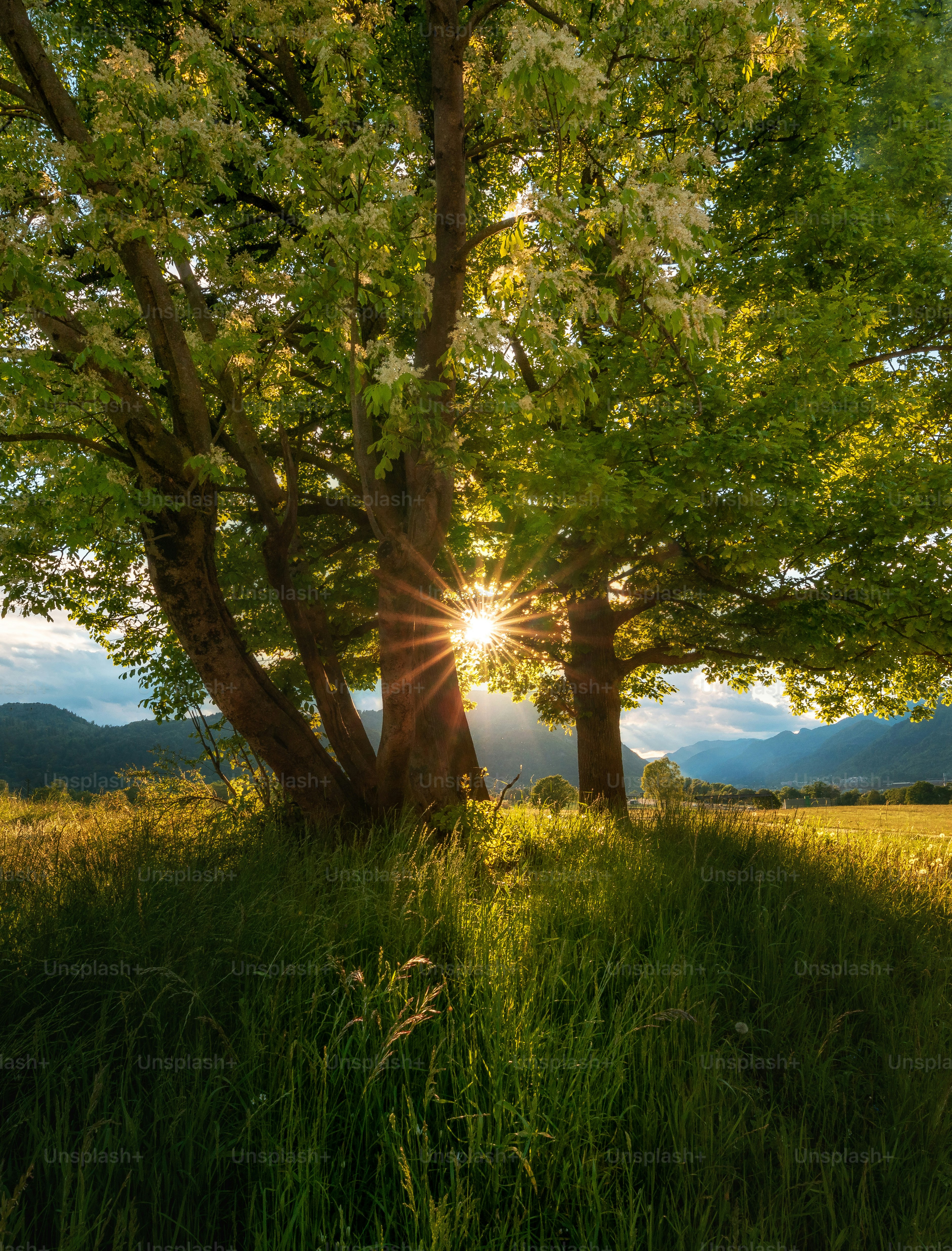 Sunbeams shine through trees in a field. photo – Forest Image on Unsplash