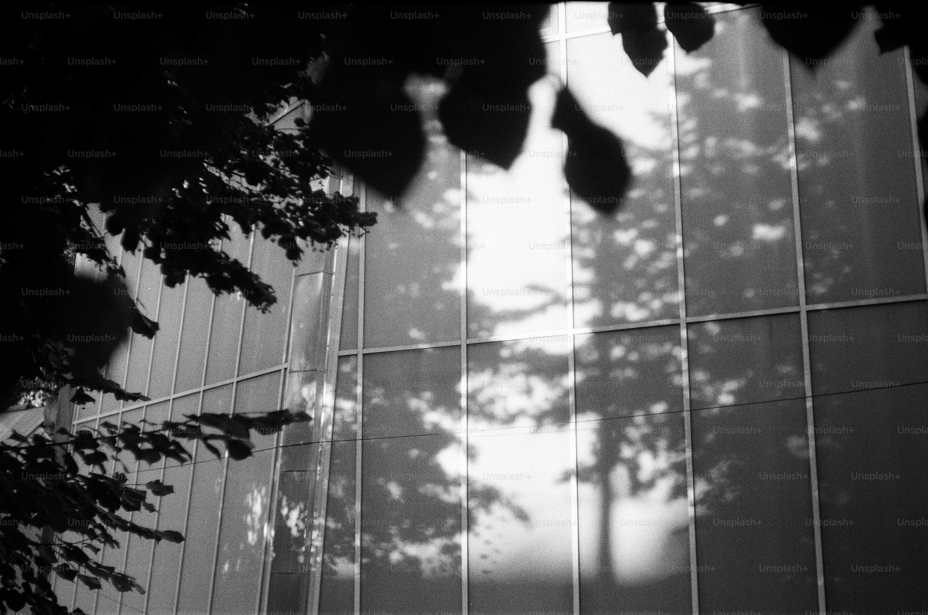 Shadows of trees on a modern building facade