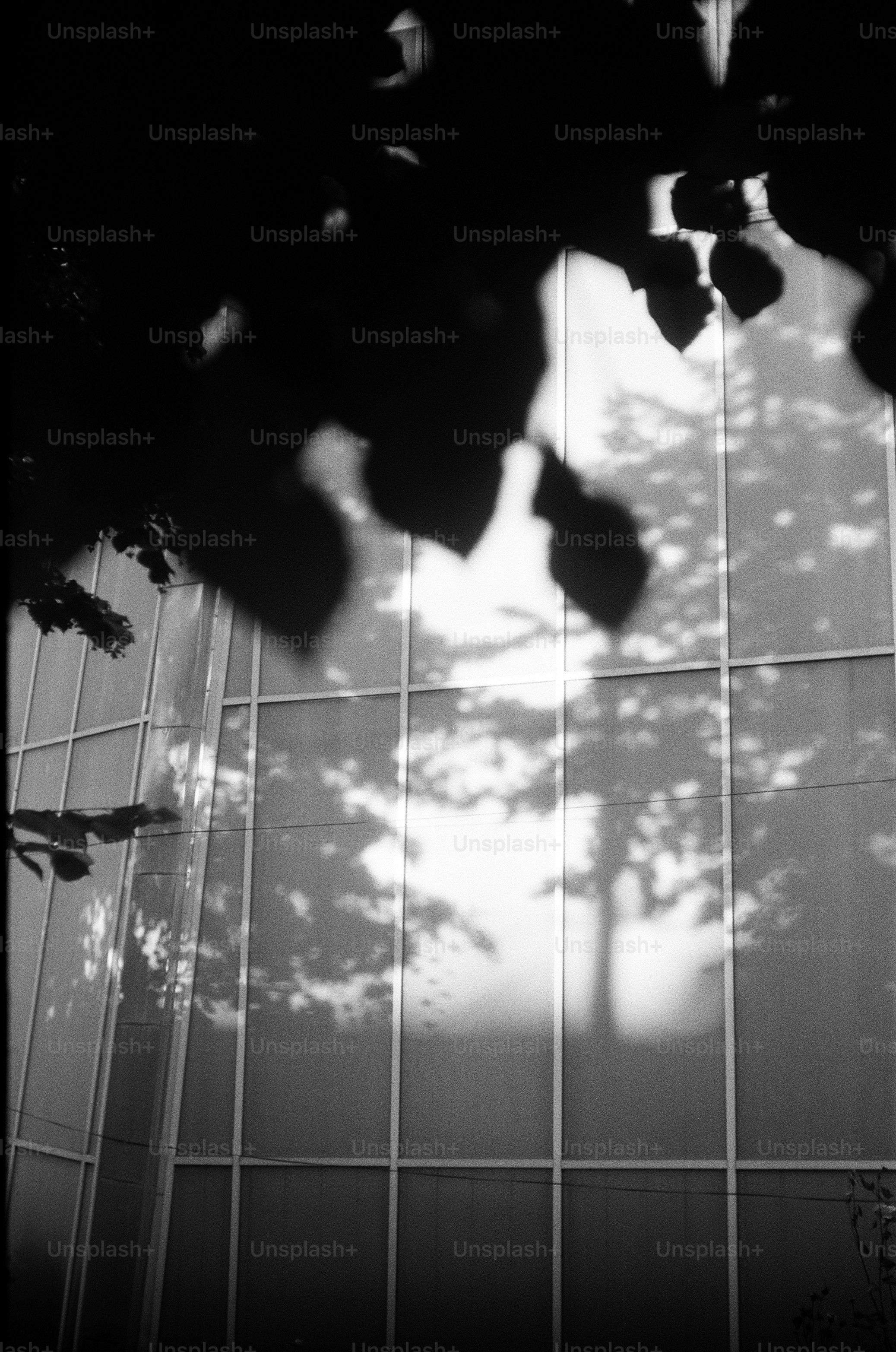 Shadows of trees on a modern building facade.