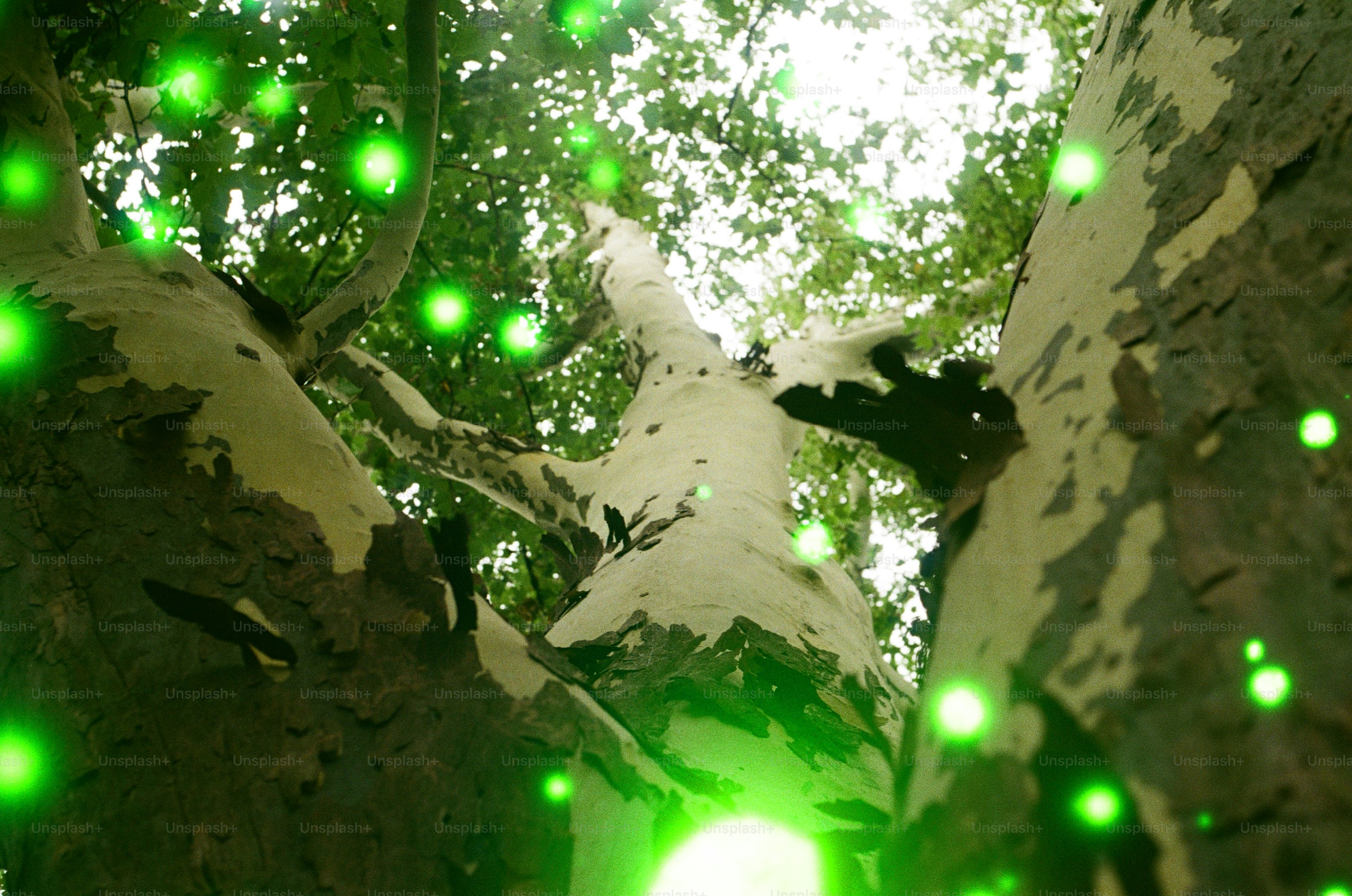 Green lights float among trees in a forest.