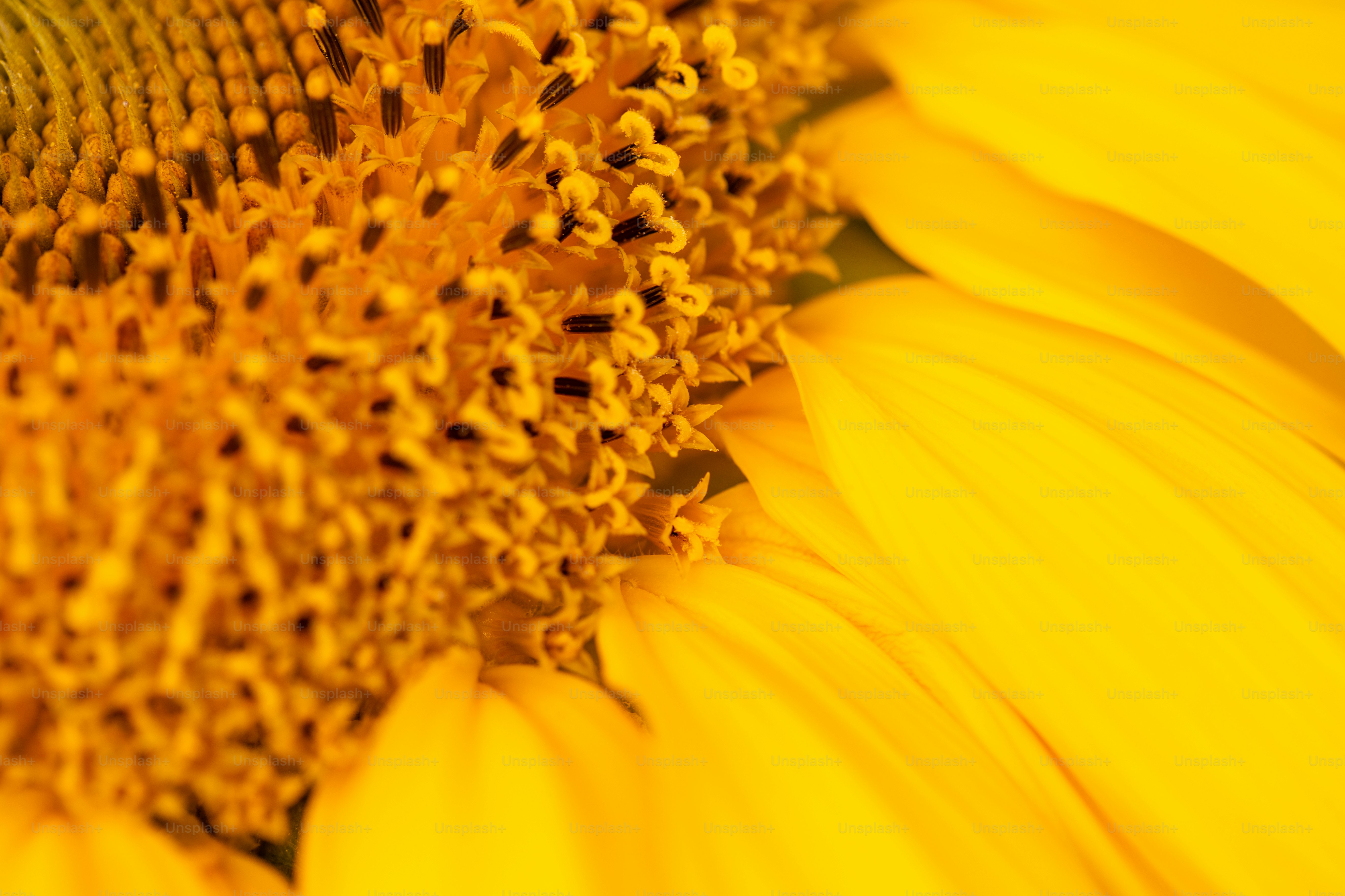 Close de um girassol amarelo vibrante