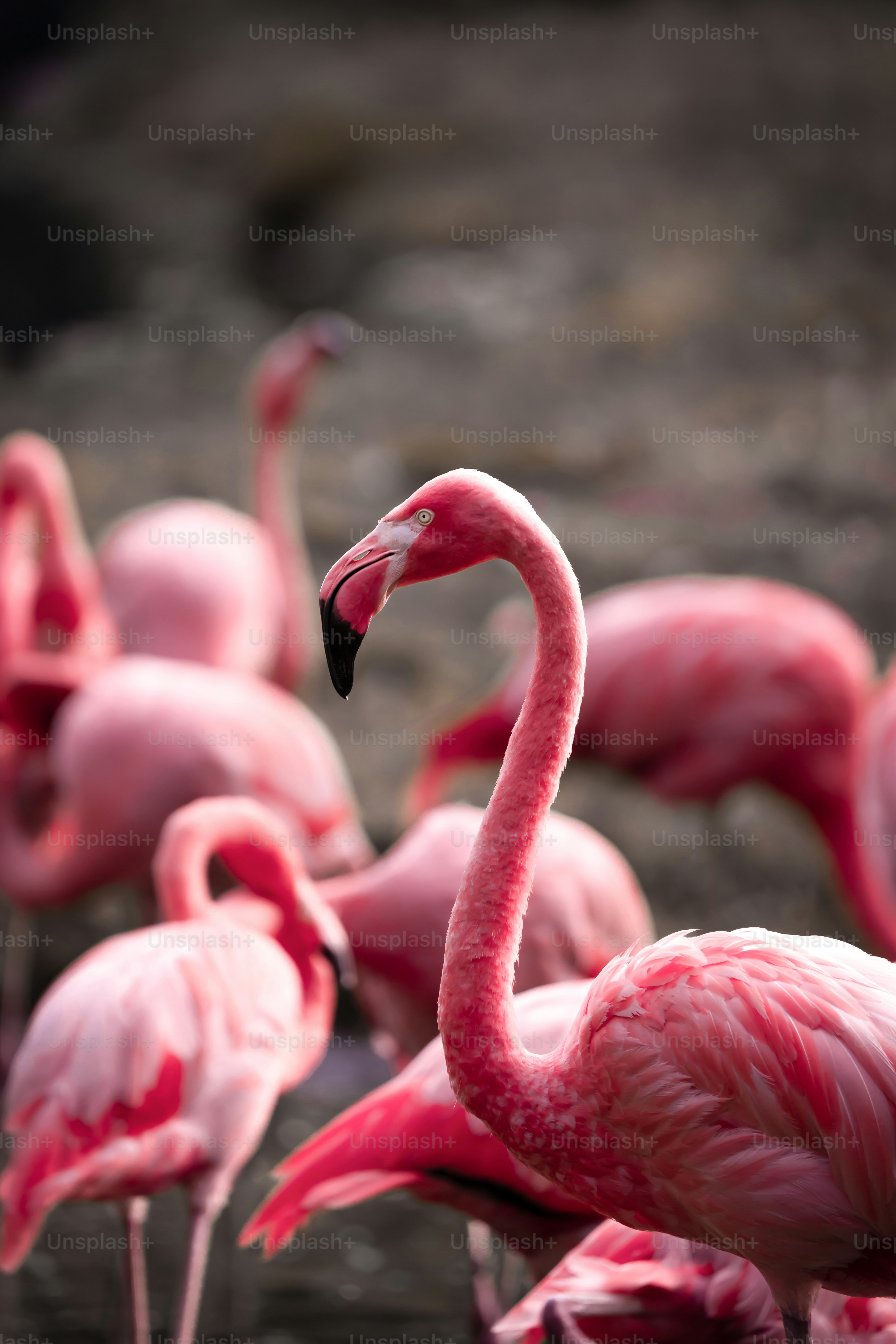 Ein Schwarm leuchtend pinker Flamingos versammelt sich