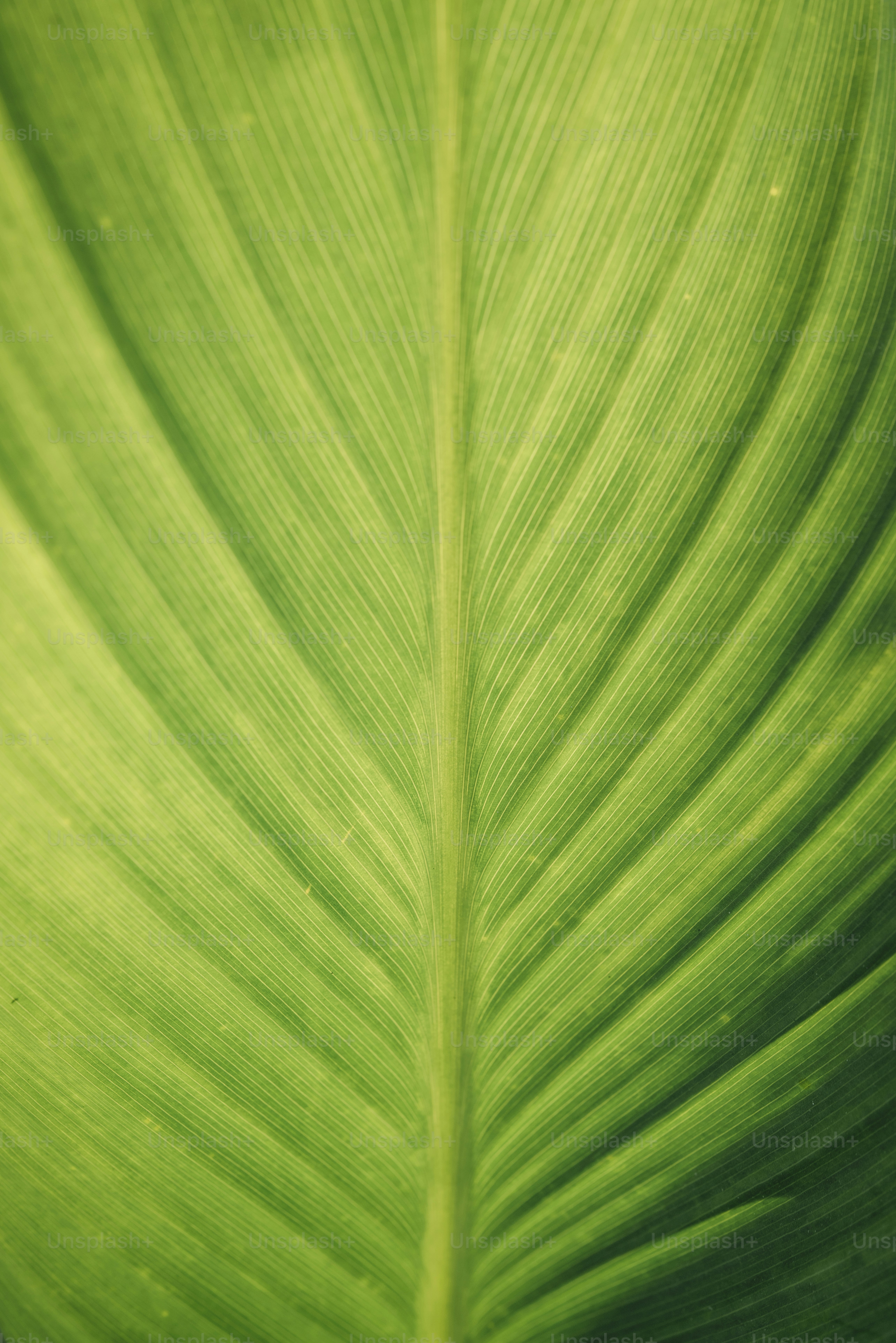 Close-up of a vibrant green leaf with prominent veins.