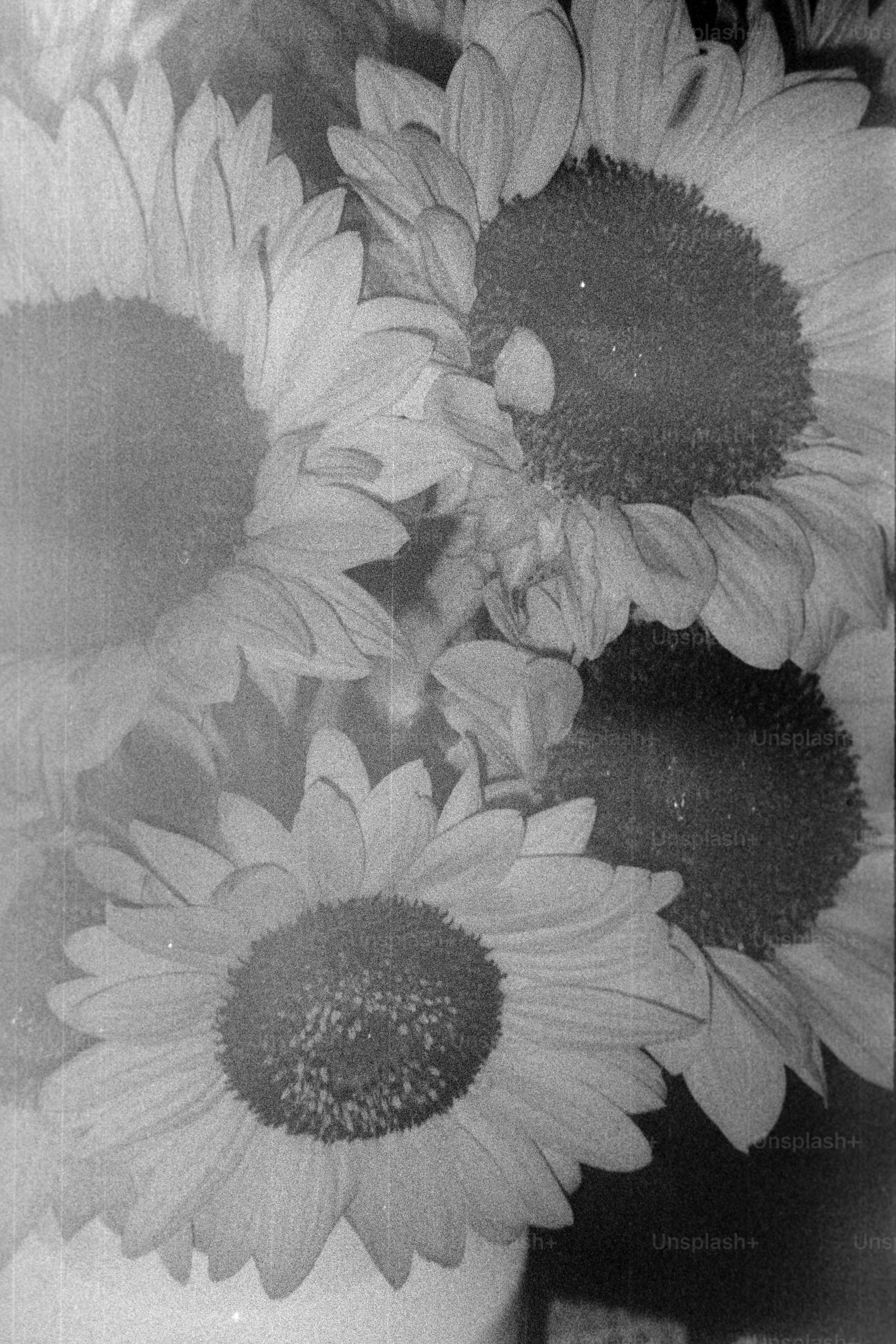 Close-up of sunflowers in a vase