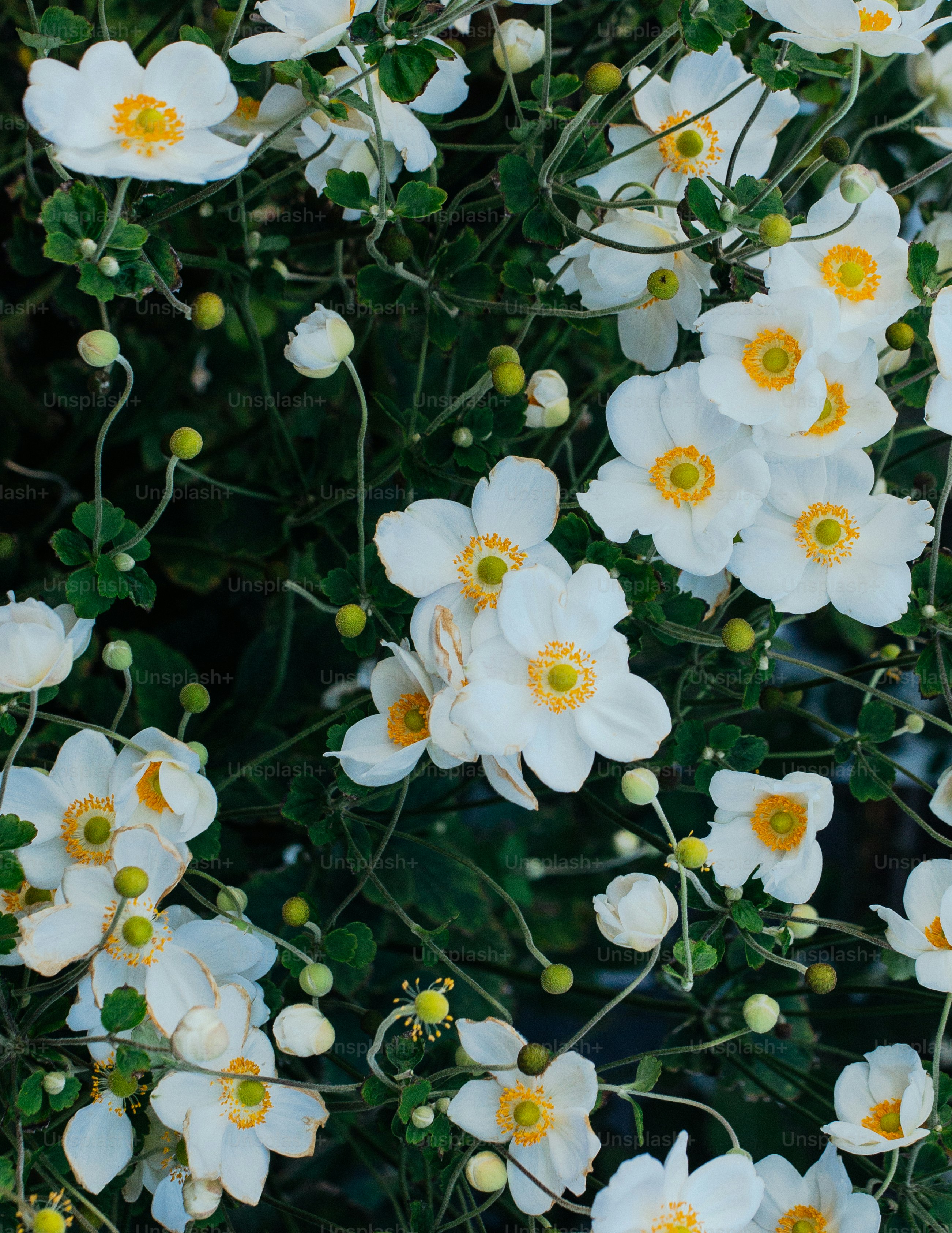Weiße Japanische Anemone blüht mit gelben Mitteln.