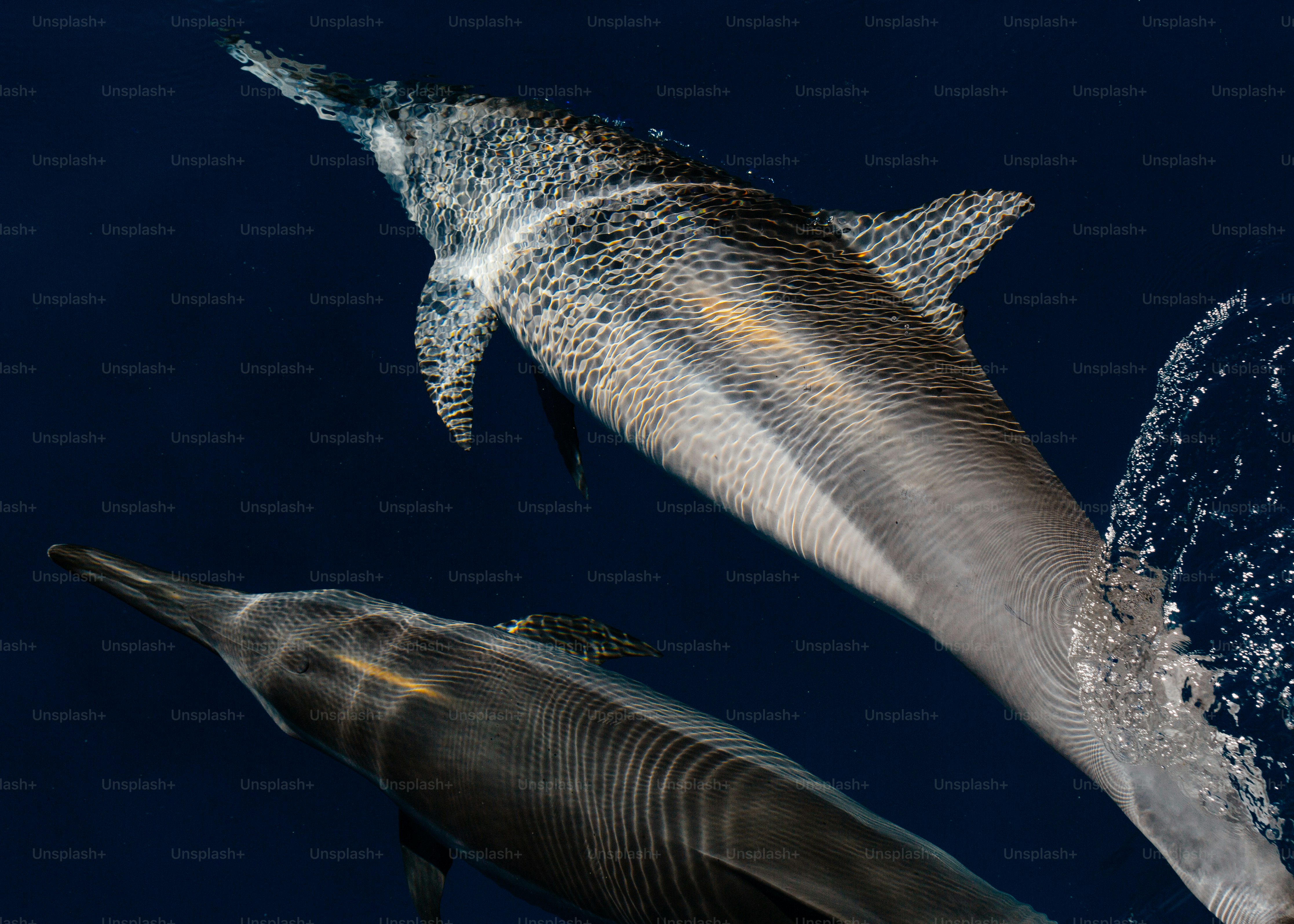 Two dolphins swimming in dark blue water