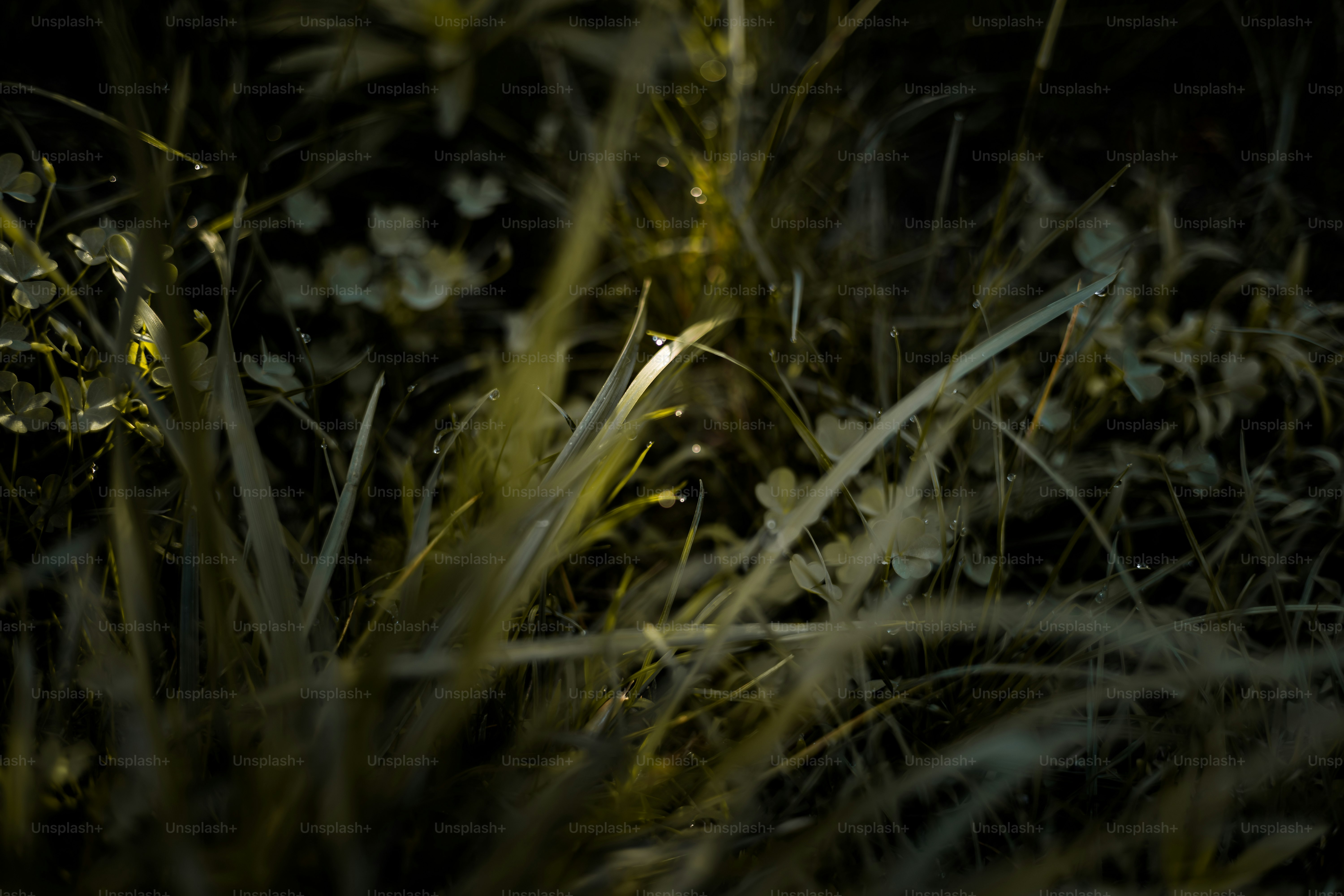 Primer plano de la hierba alta y verde con luz suave.
