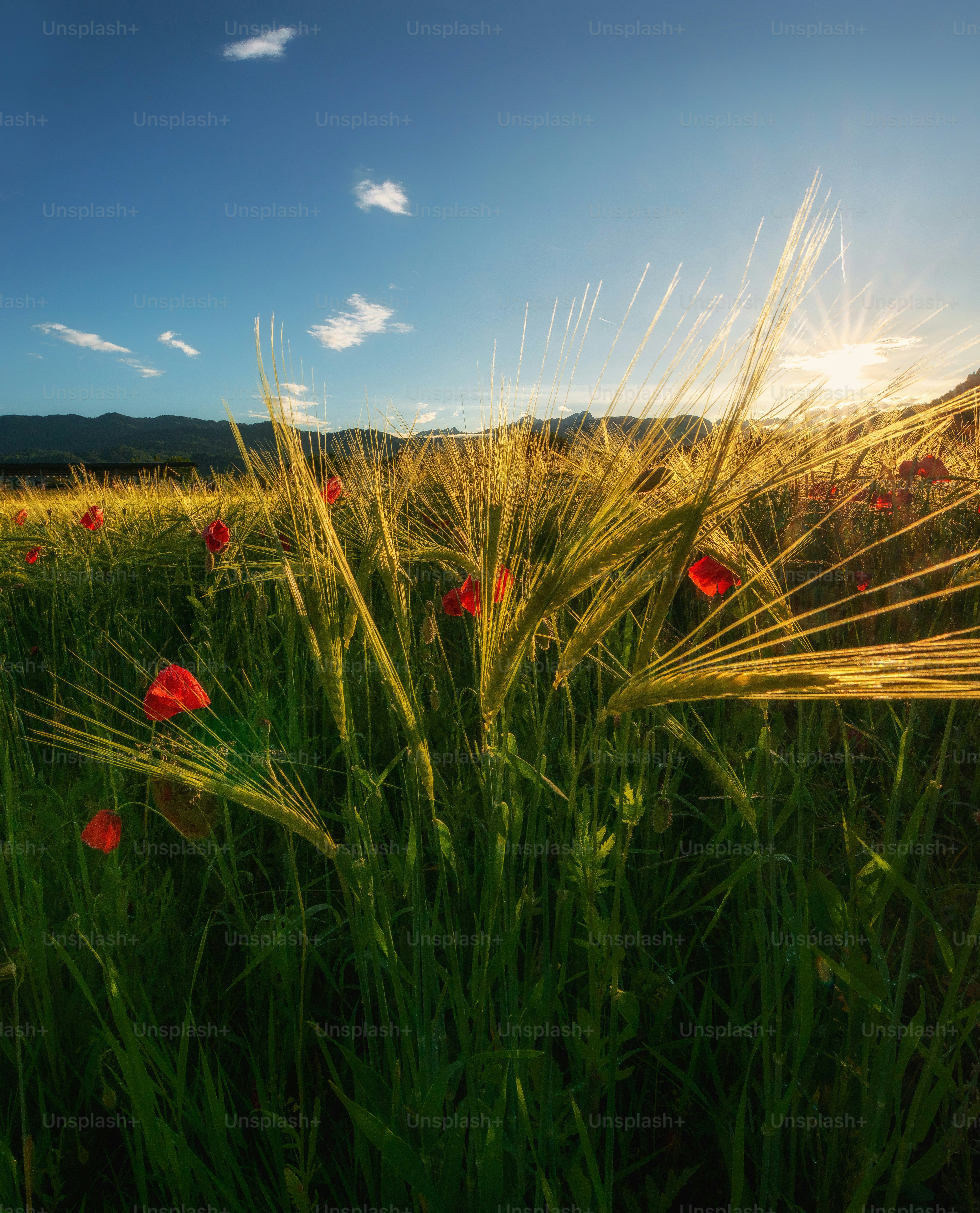 Field of poppies and wheat under a sunny sky photo – Sunset Image on ...