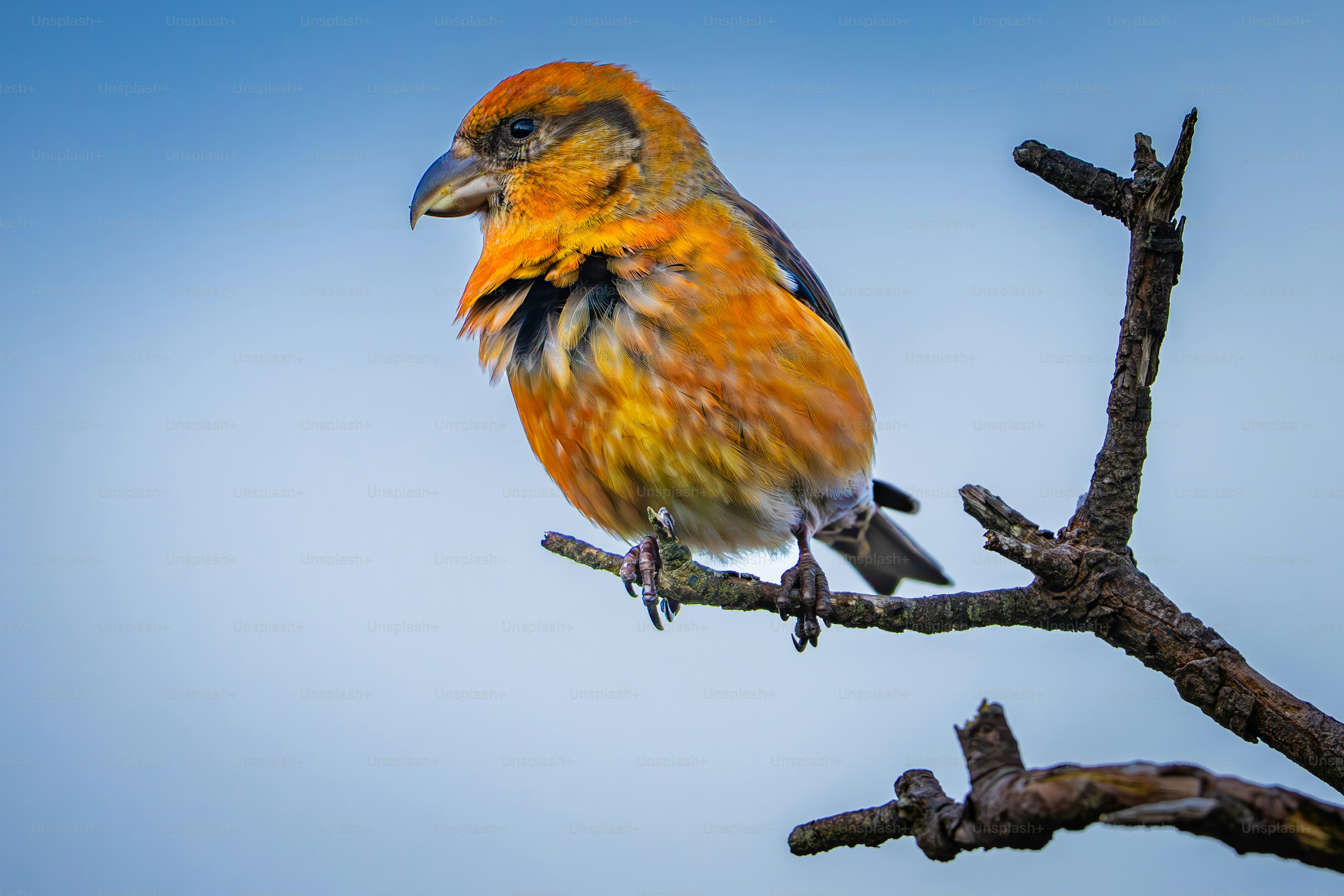 attract birds to your backyard