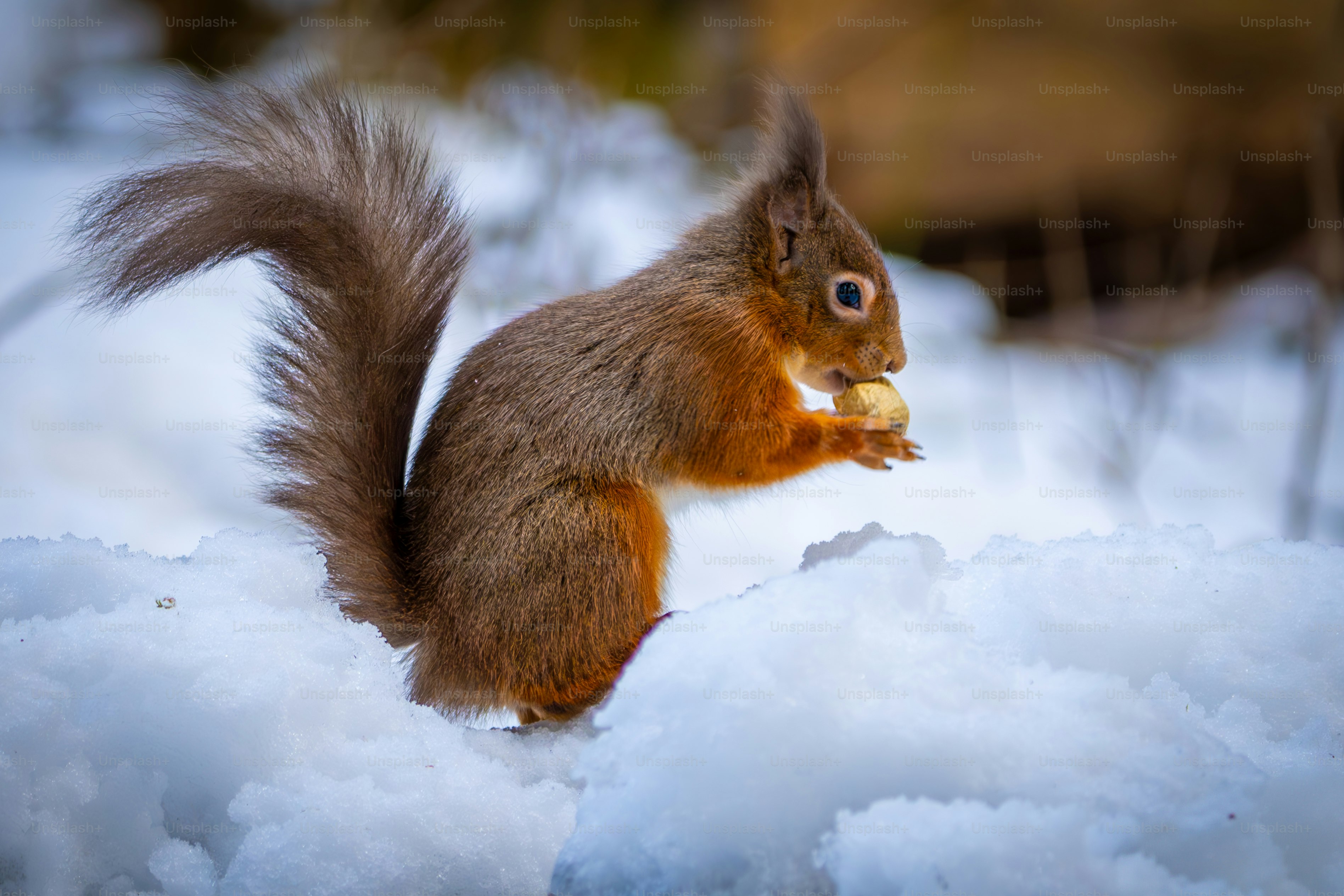 Ein rotes Eichhörnchen frisst eine Nuss im Schnee.