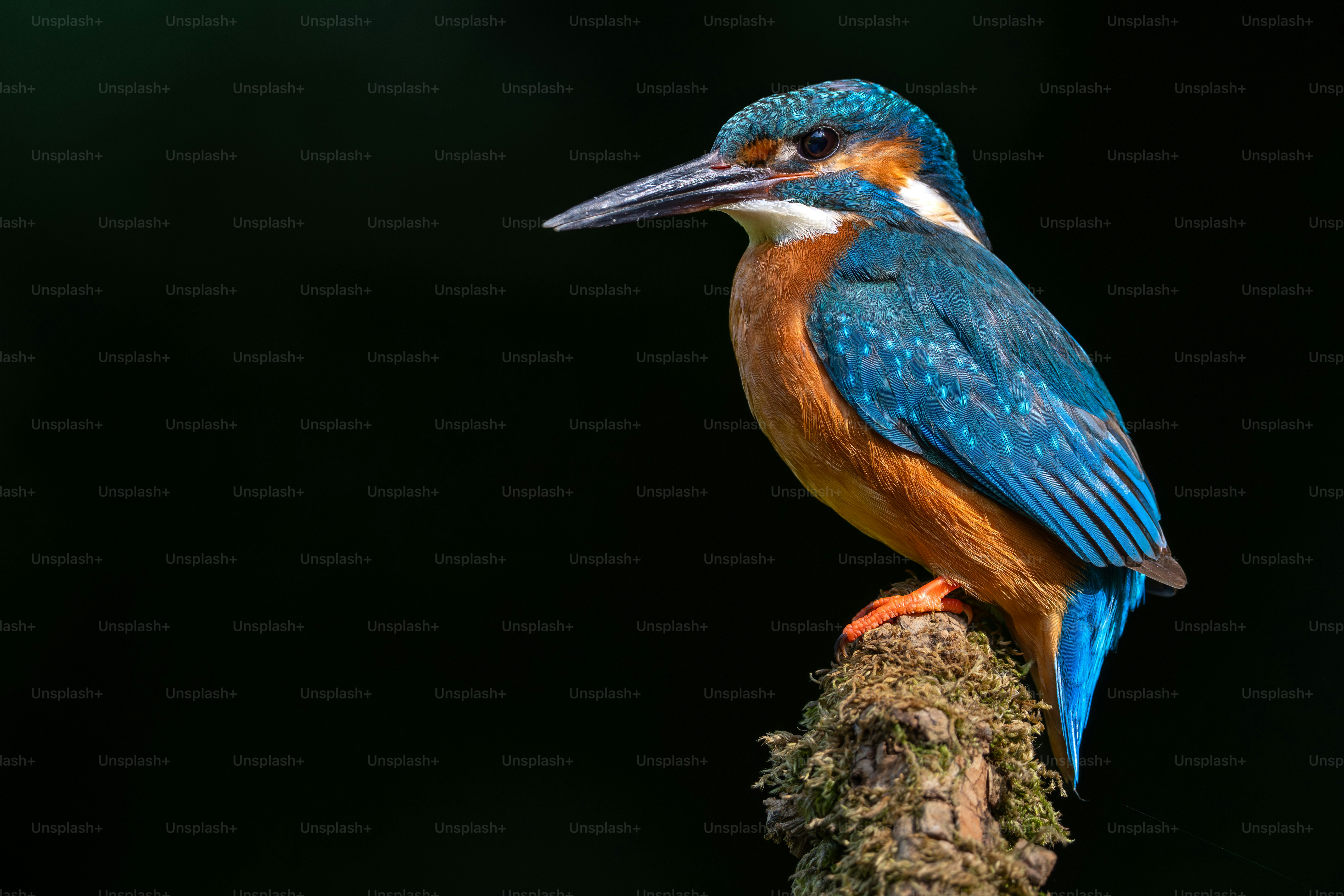 Ein Eisvogel saß auf einem moosbedeckten Ast