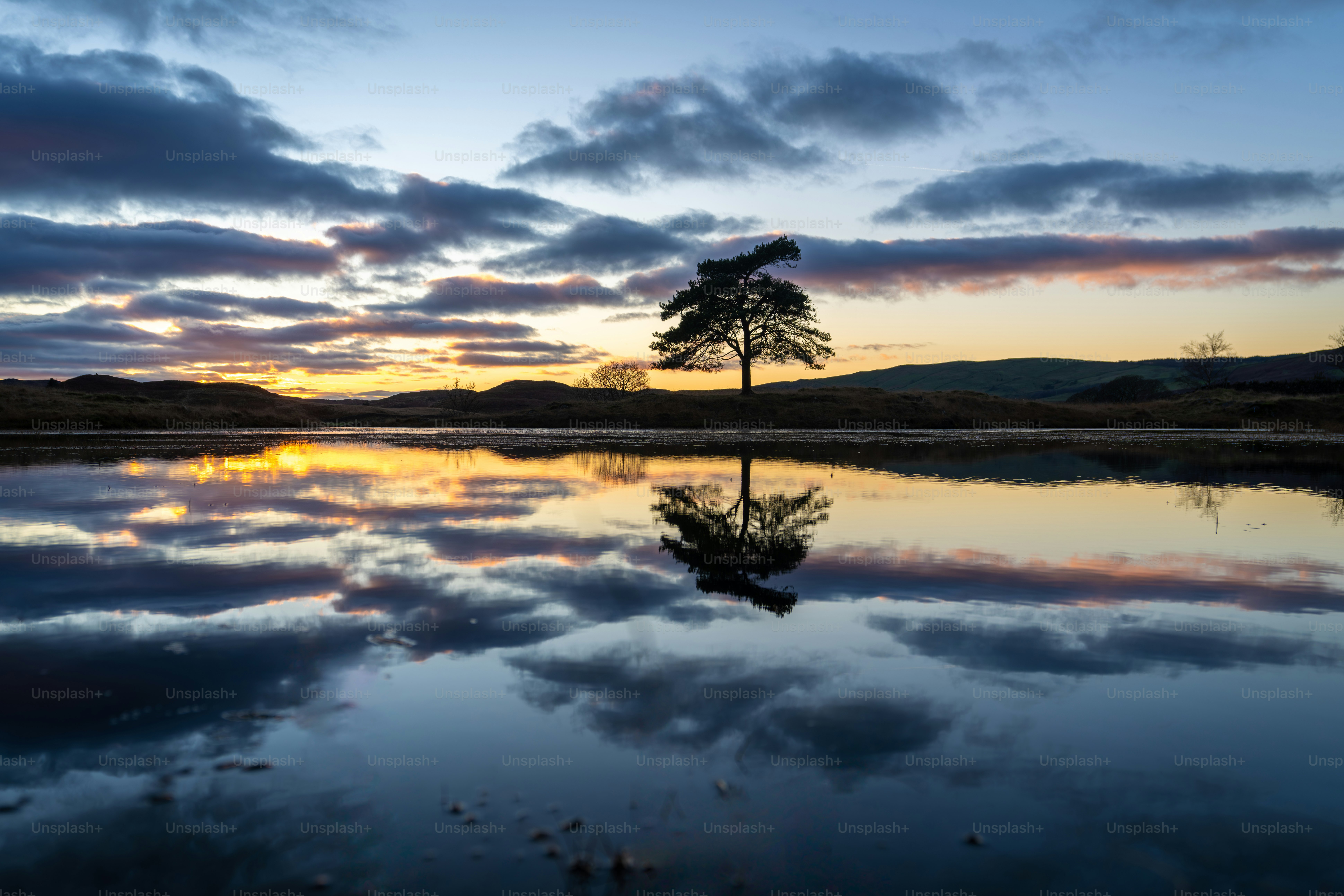 Ein einsamer Baum, der sich bei Sonnenaufgang in ruhigem Wasser spiegelte.